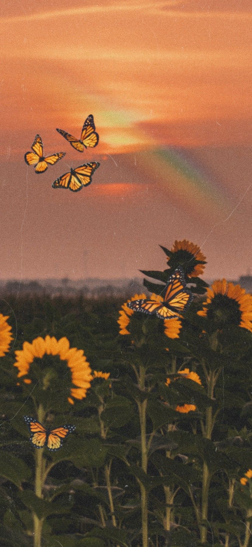 Wallpaper Sunflowers And Butterflies Wallpapers