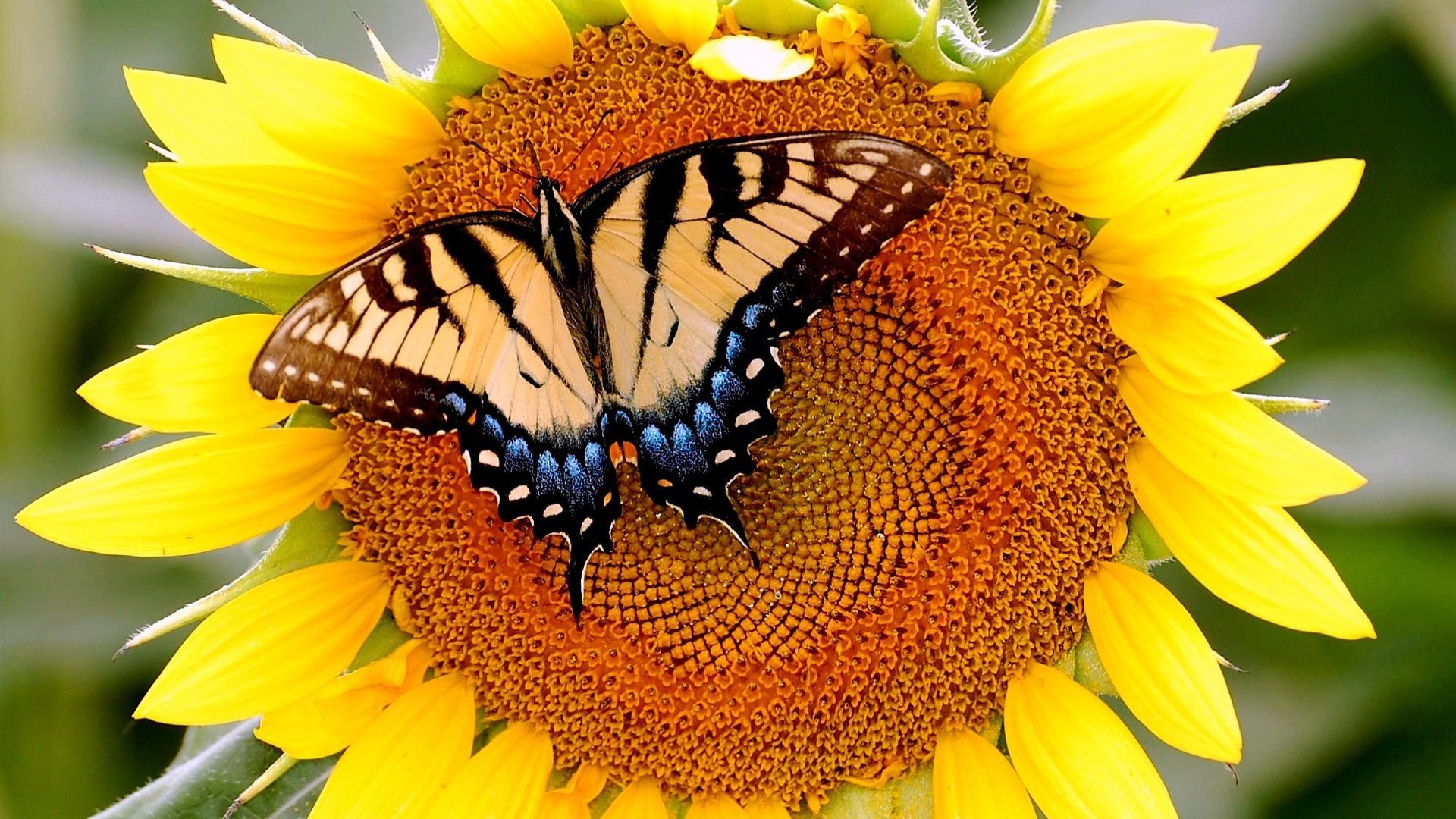 Wallpaper Sunflowers And Butterflies Wallpapers