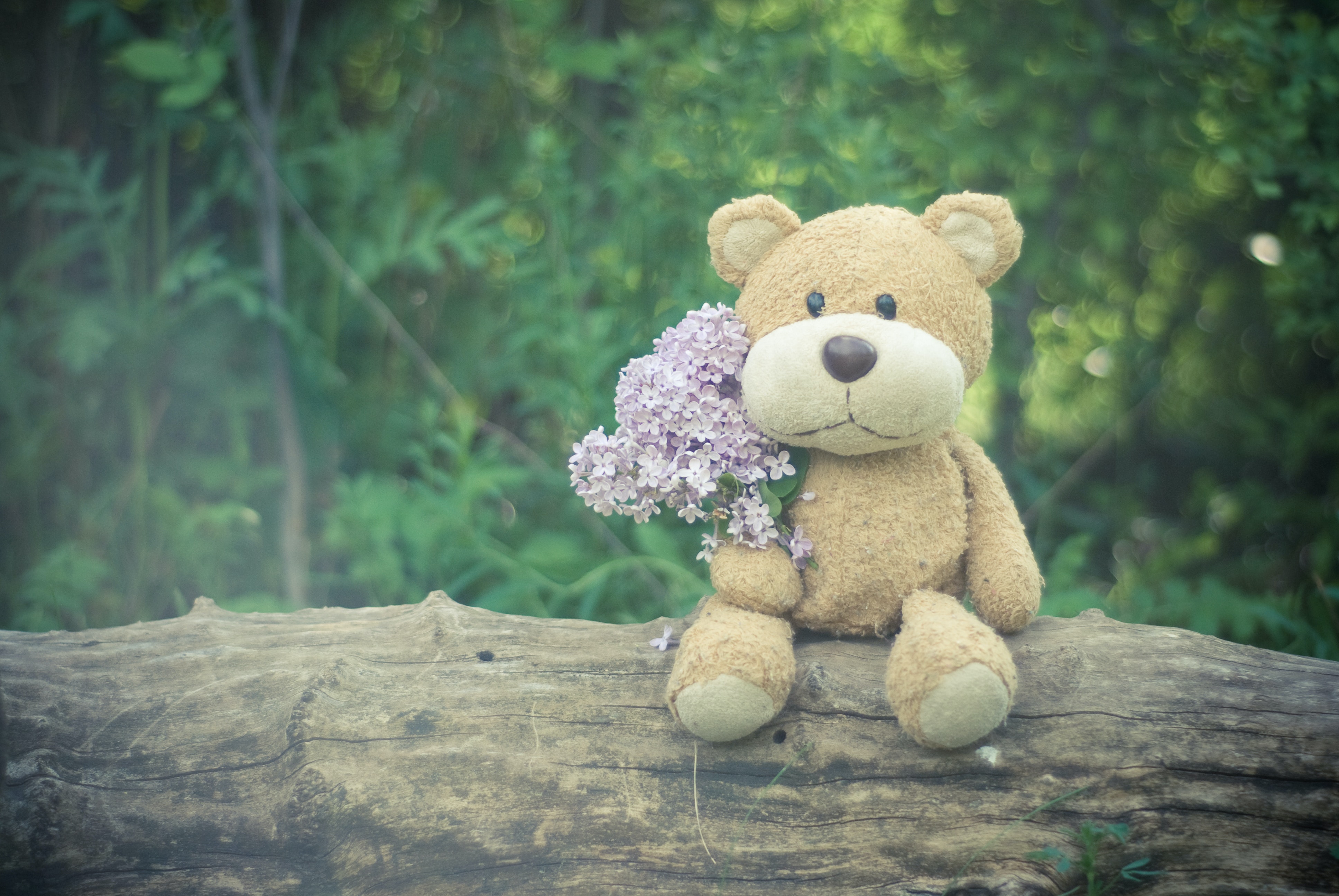 Wallpaper Teddy Bear Wallpapers