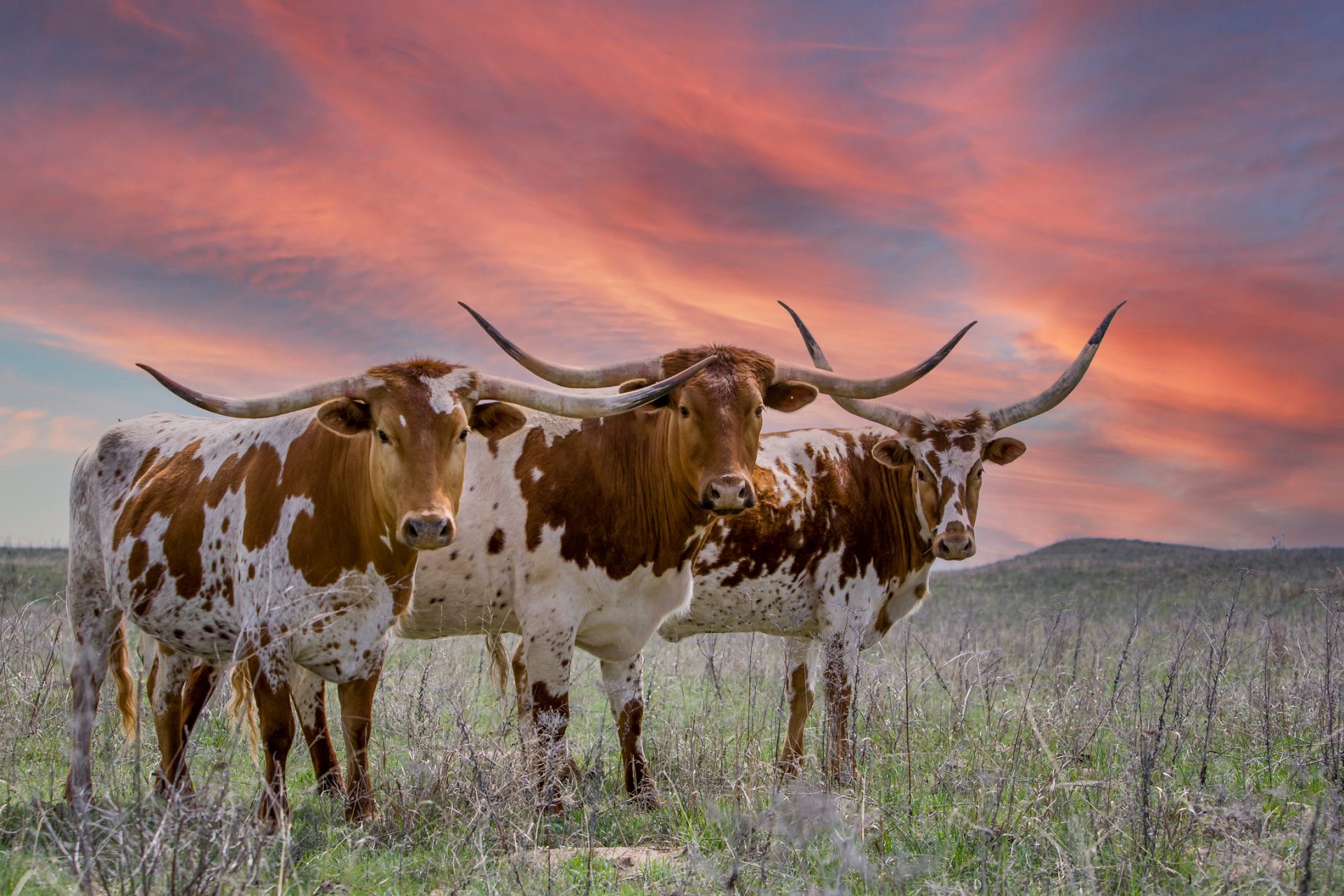 Wallpaper Texas Longhorns Wallpapers