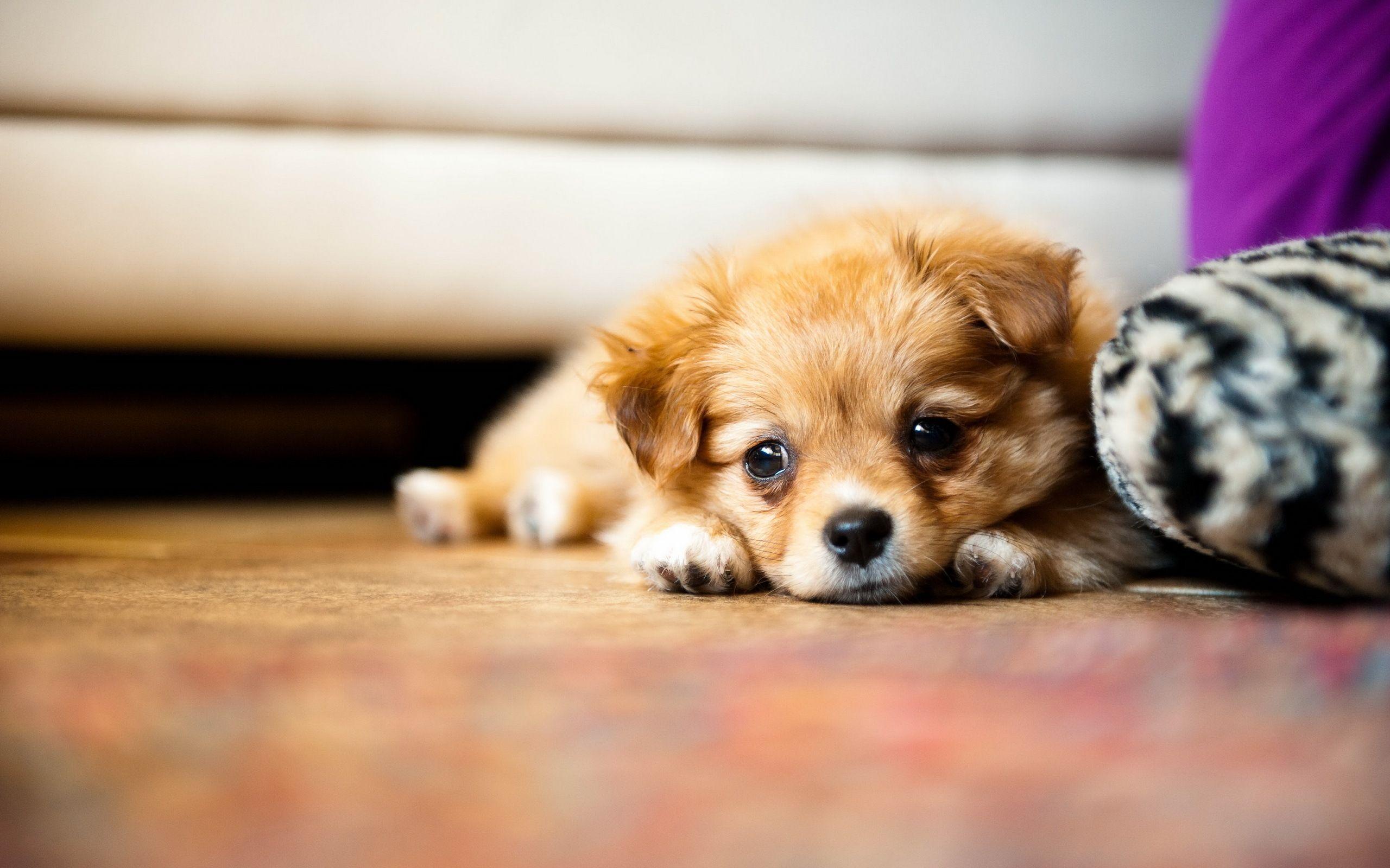 Wallpaper Tiny Cute Puppies Wallpapers