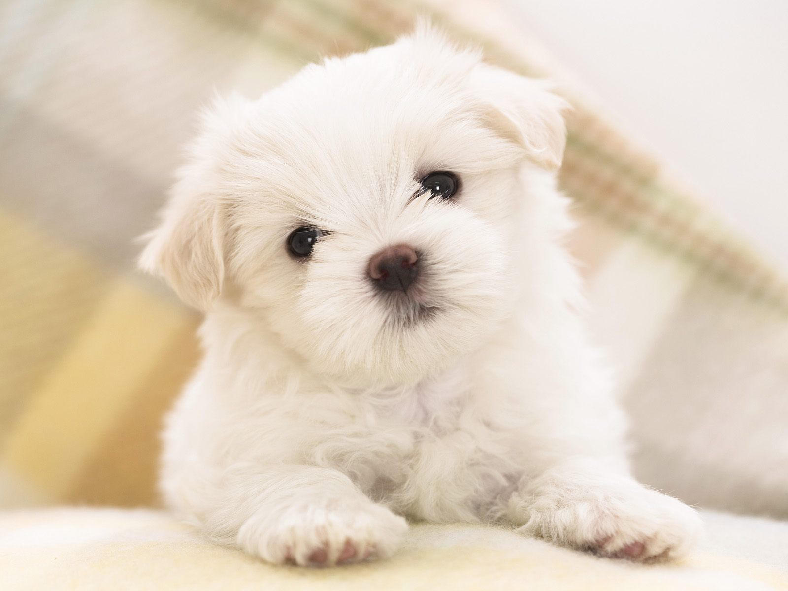 Wallpaper Tiny Cute Puppies Wallpapers