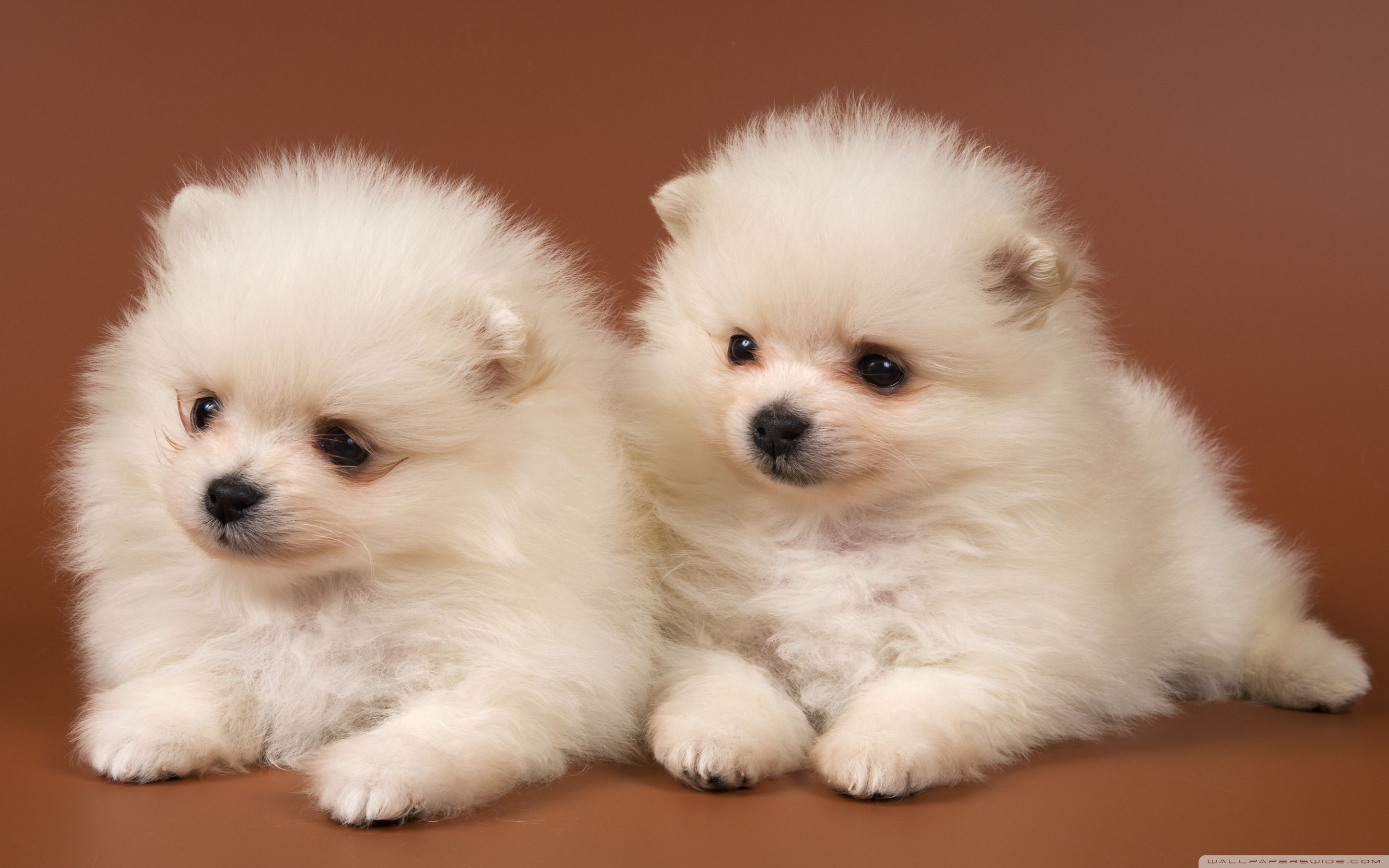 Wallpaper Tiny Cute Puppies Wallpapers