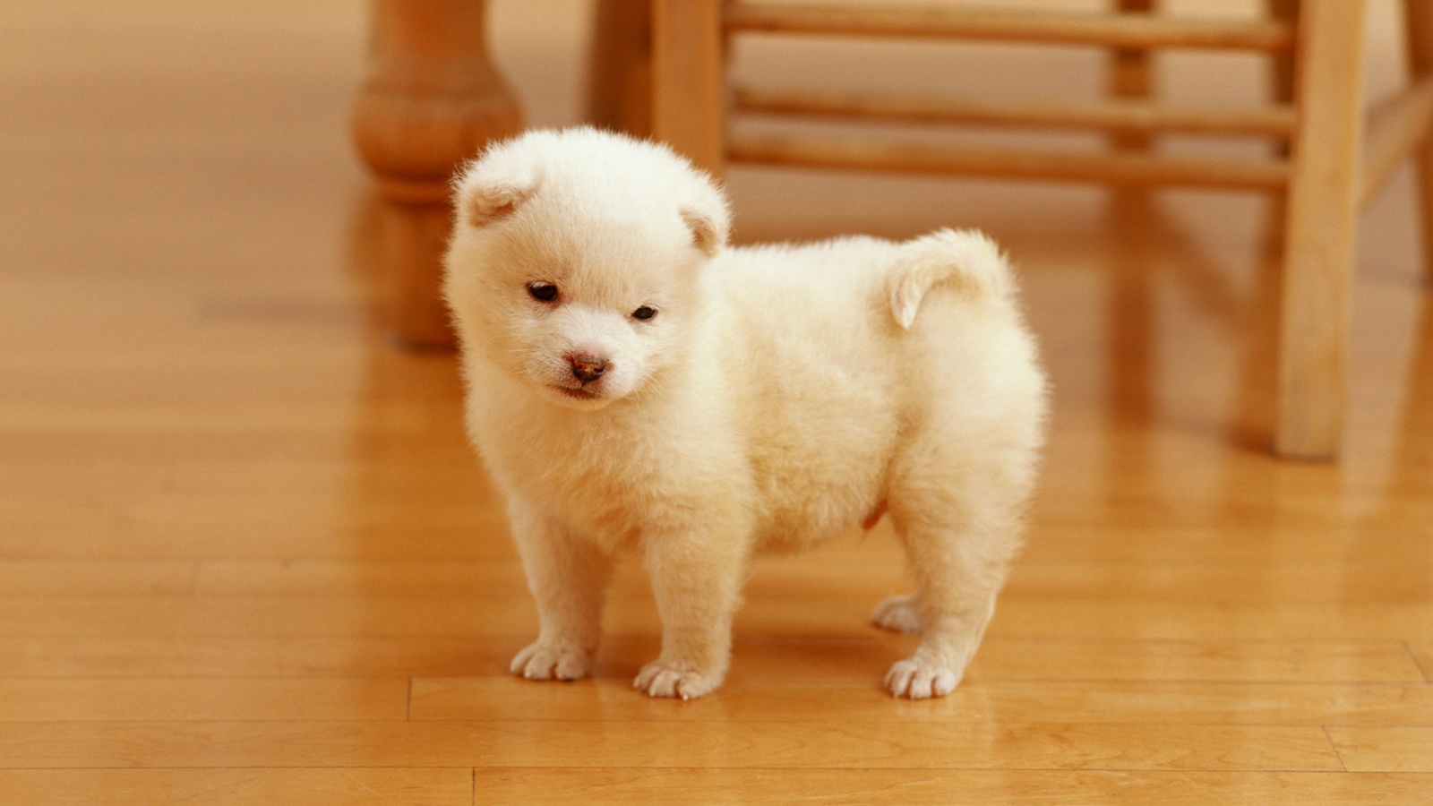 Wallpaper Tiny Cute Puppies Wallpapers