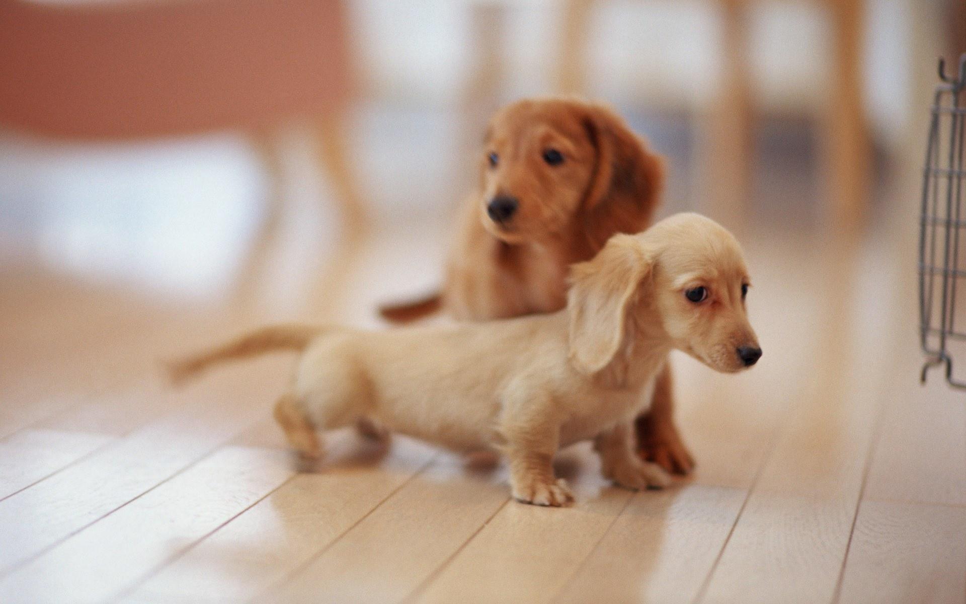 Wallpaper Tiny Cute Puppies Wallpapers