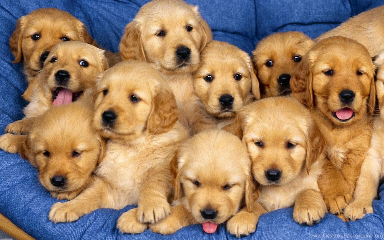 Wallpaper Tiny Cute Puppies Wallpapers