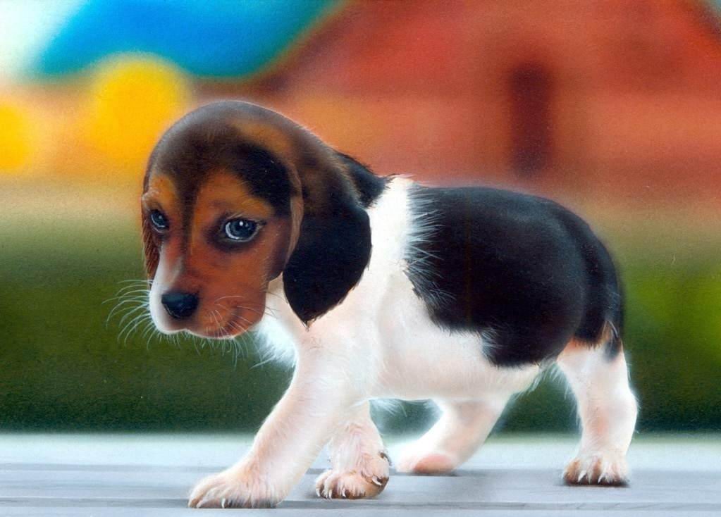 Wallpaper Tiny Cute Puppies Wallpapers