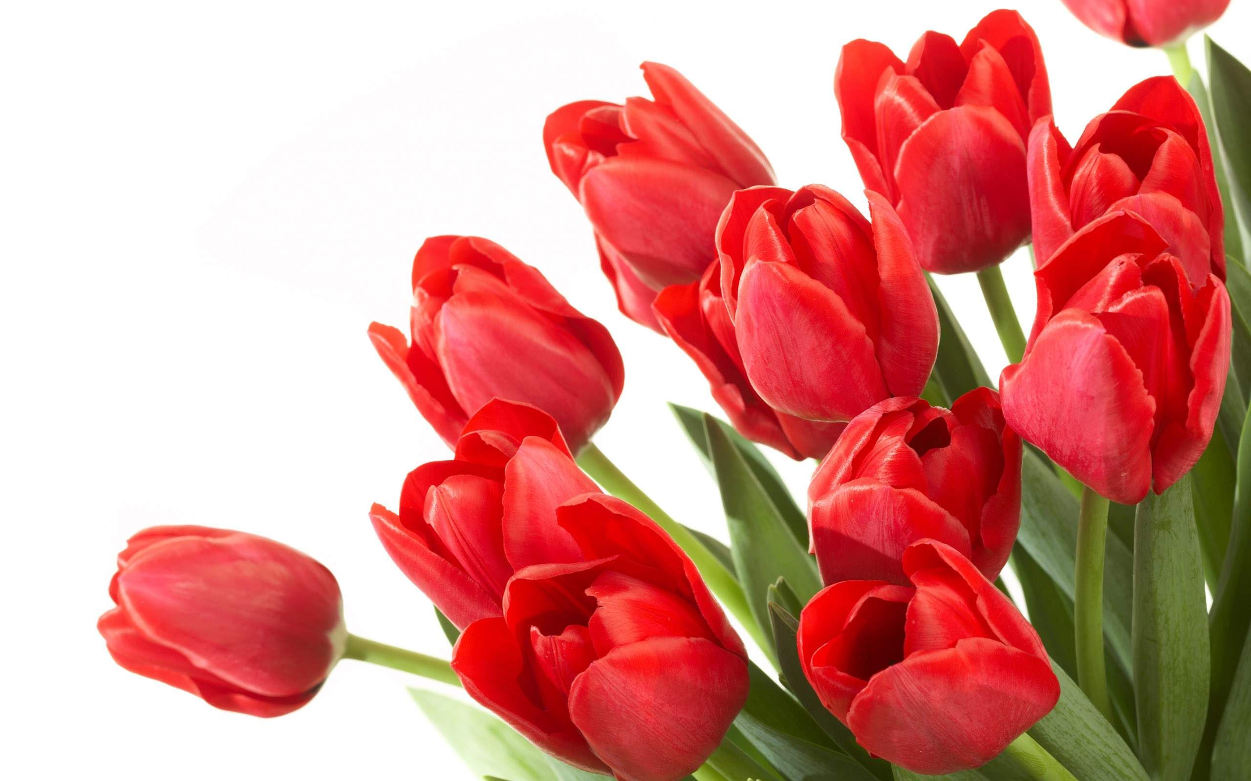 Wallpaper Tulips Wallpapers