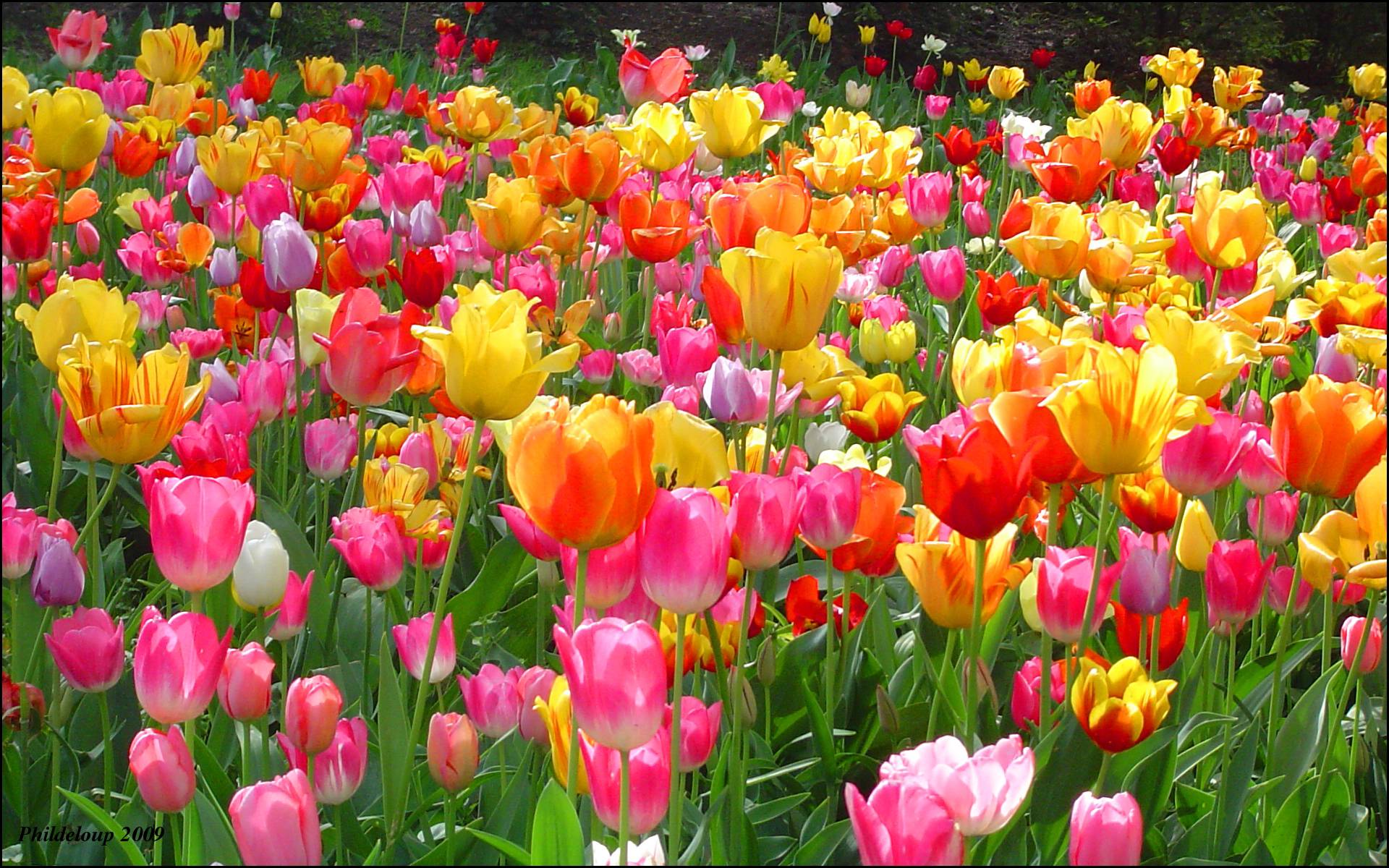 Wallpaper Tulips Wallpapers