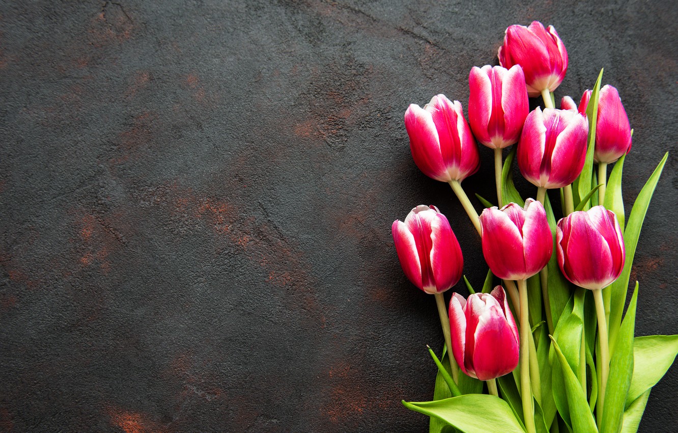 Wallpaper Tulips Wallpapers