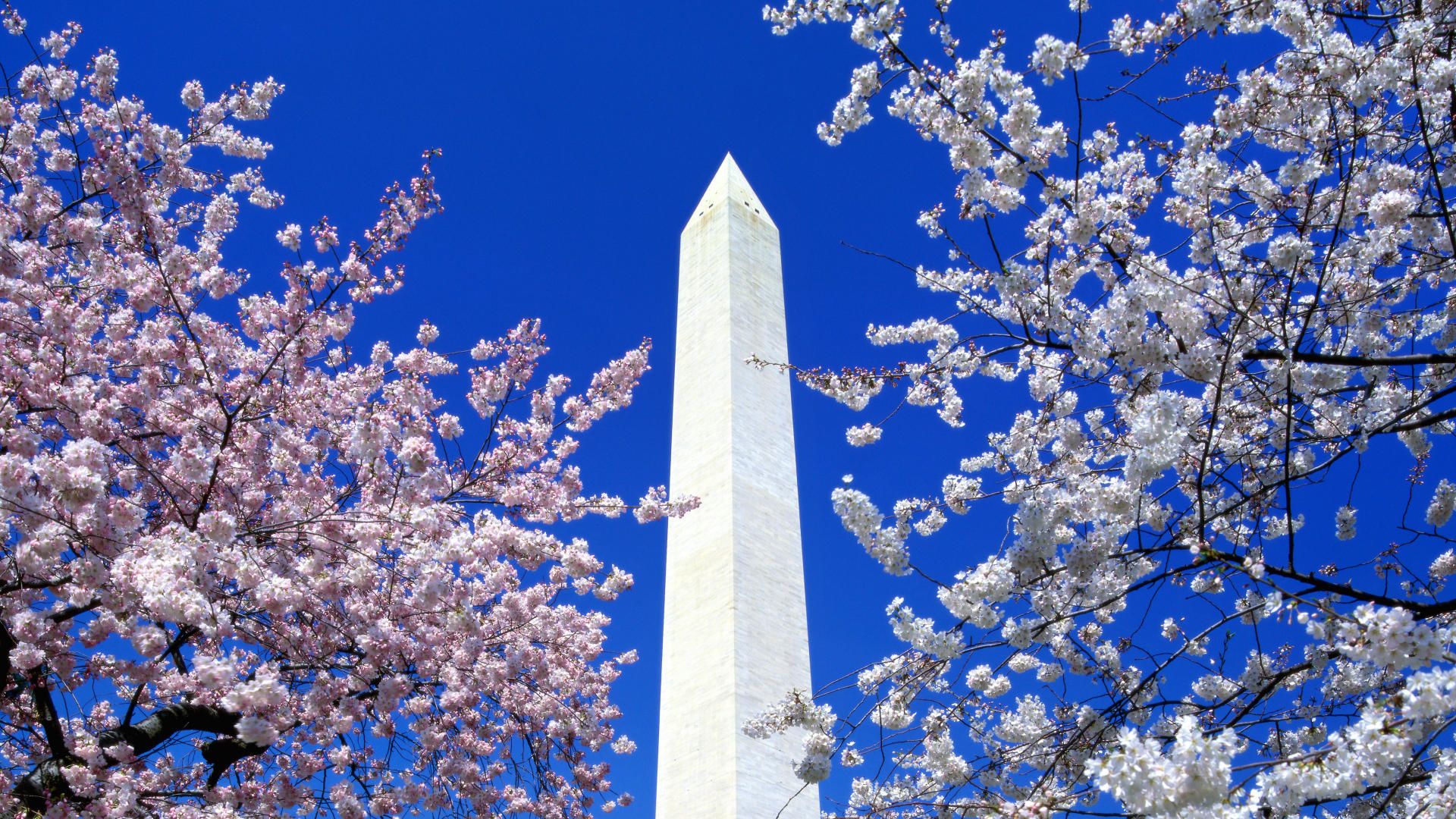 Wallpaper Washington Dc Cherry Blossoms Wallpapers