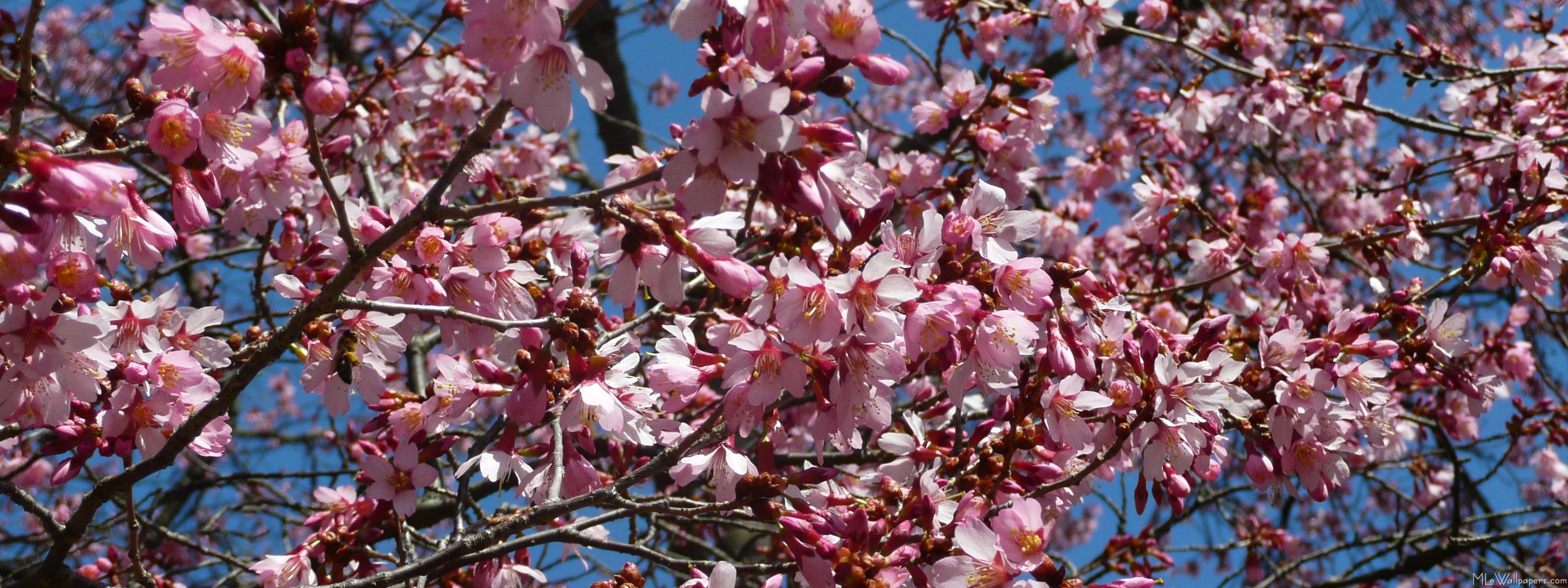 Wallpaper Washington Dc Cherry Blossoms Wallpapers