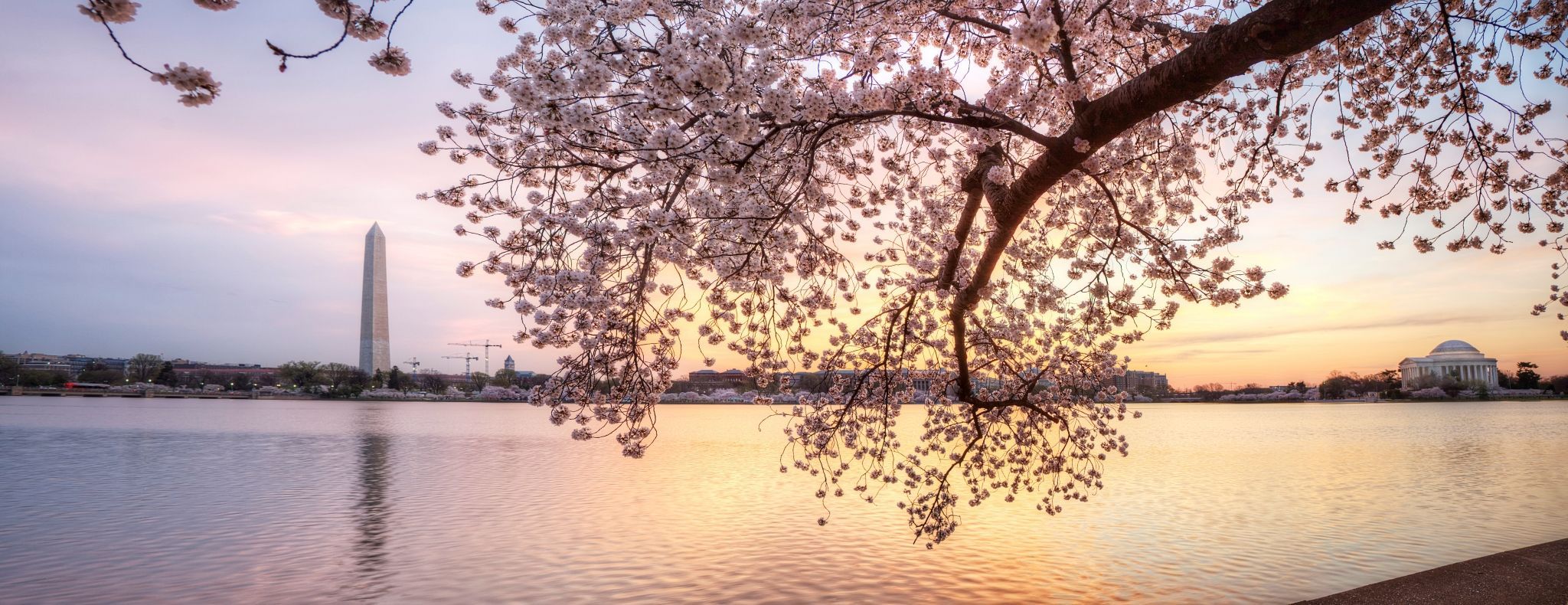 Wallpaper Washington Dc Cherry Blossoms Wallpapers