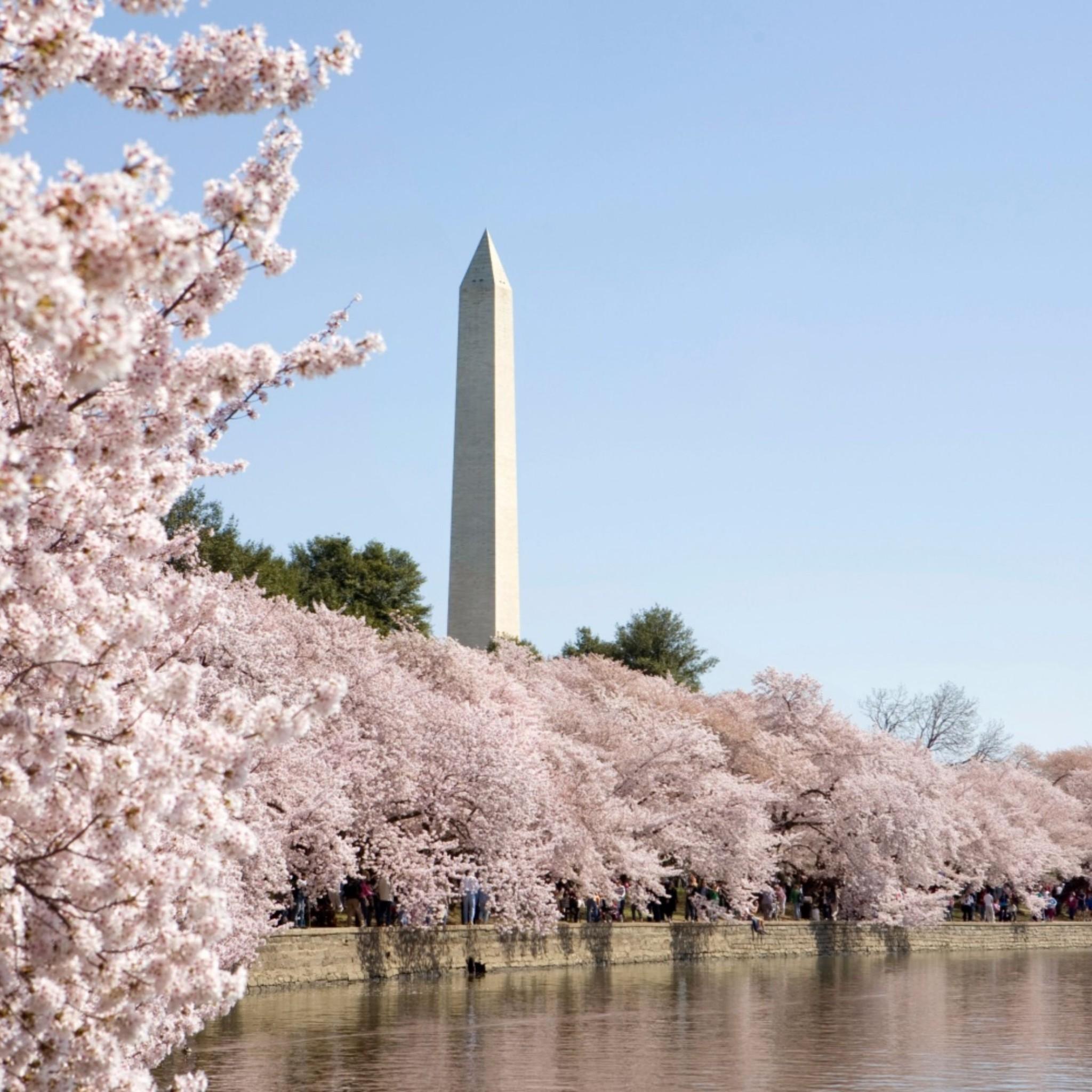 Wallpaper Washington Dc Cherry Blossoms Wallpapers