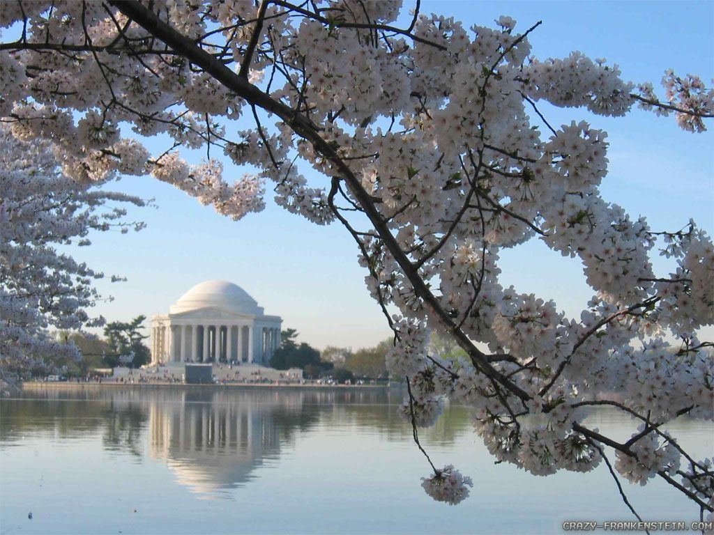 Wallpaper Washington Dc Cherry Blossoms Wallpapers