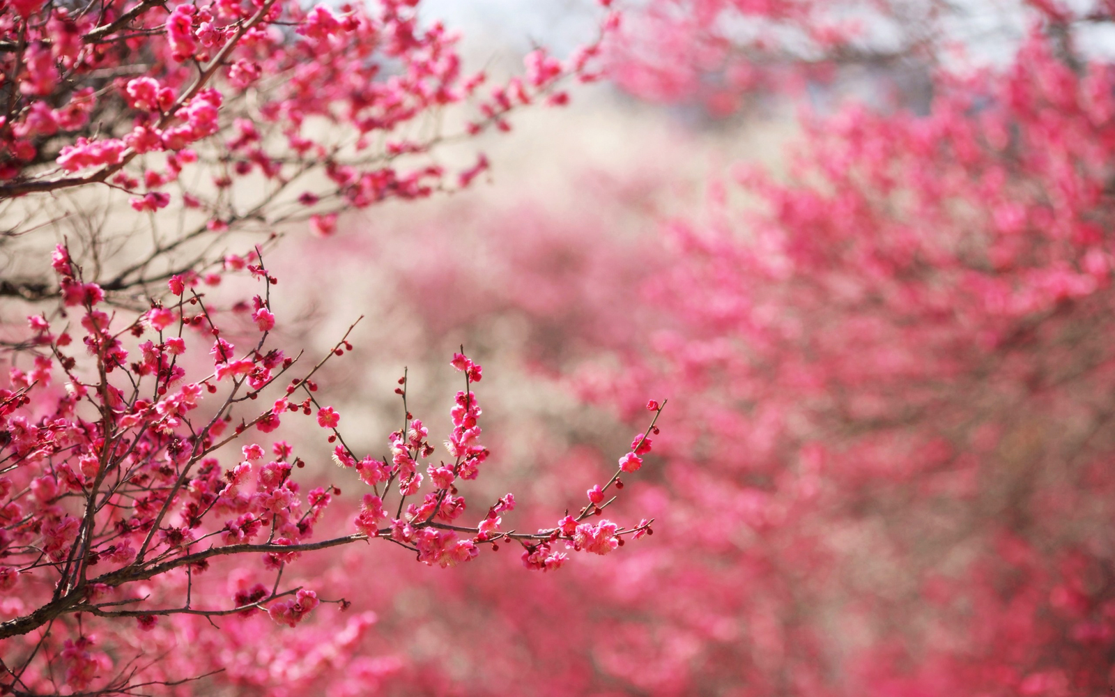 Wallpaper Washington Dc Cherry Blossoms Wallpapers