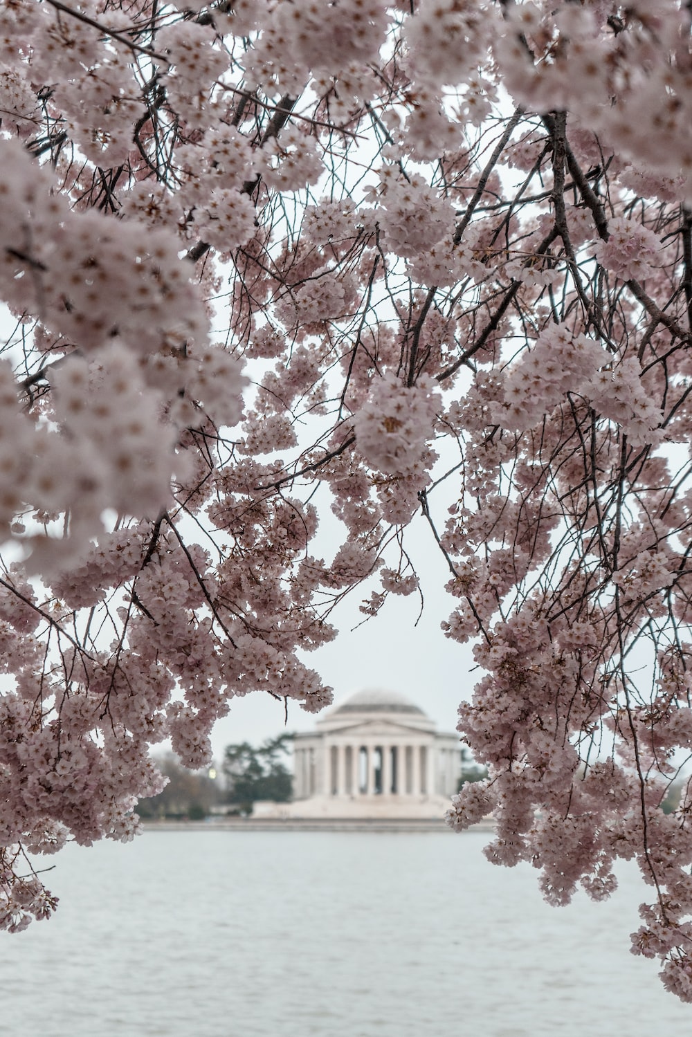 Wallpaper Washington Dc Cherry Blossoms Wallpapers