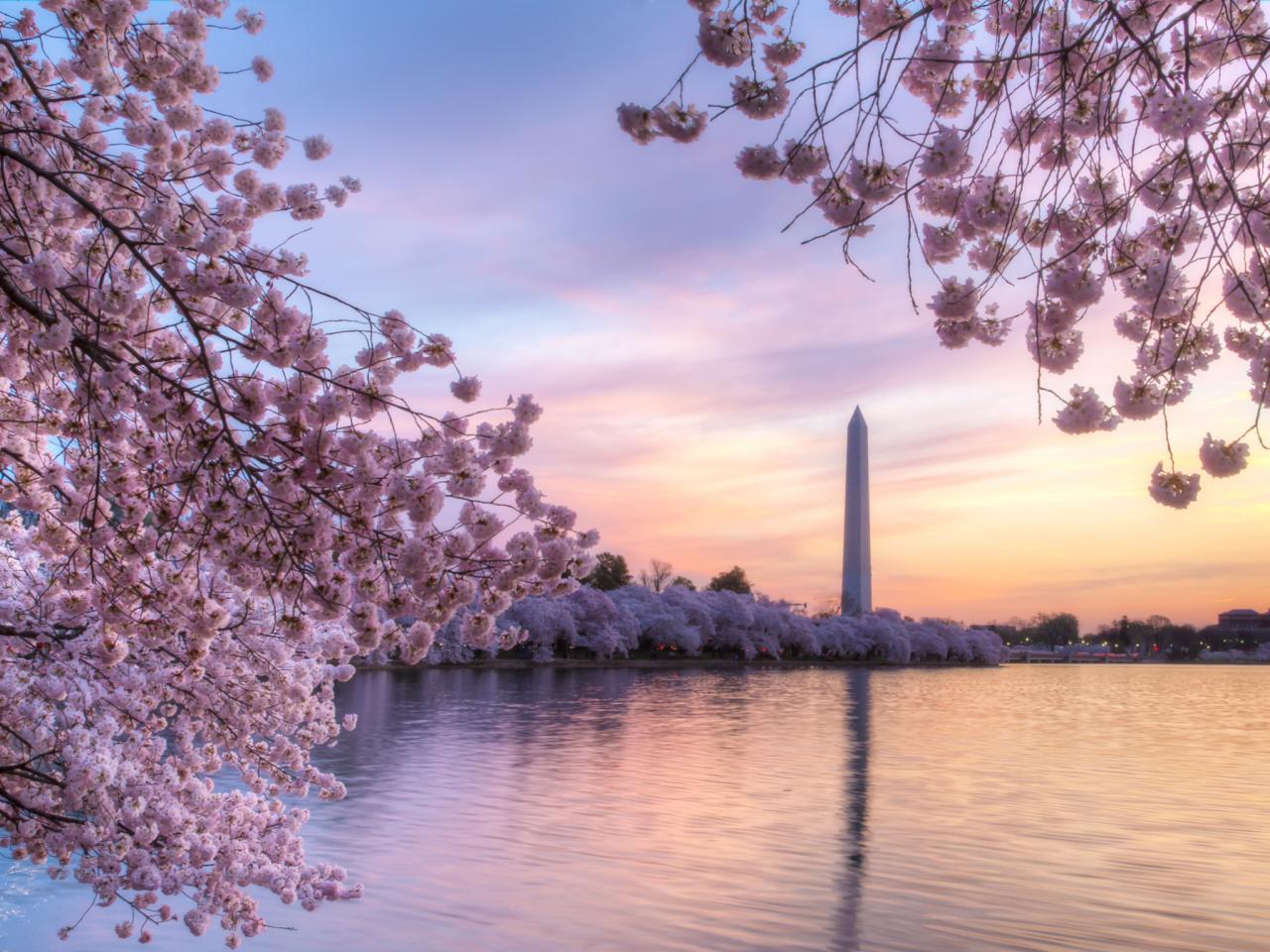 Wallpaper Washington Dc Cherry Blossoms Wallpapers