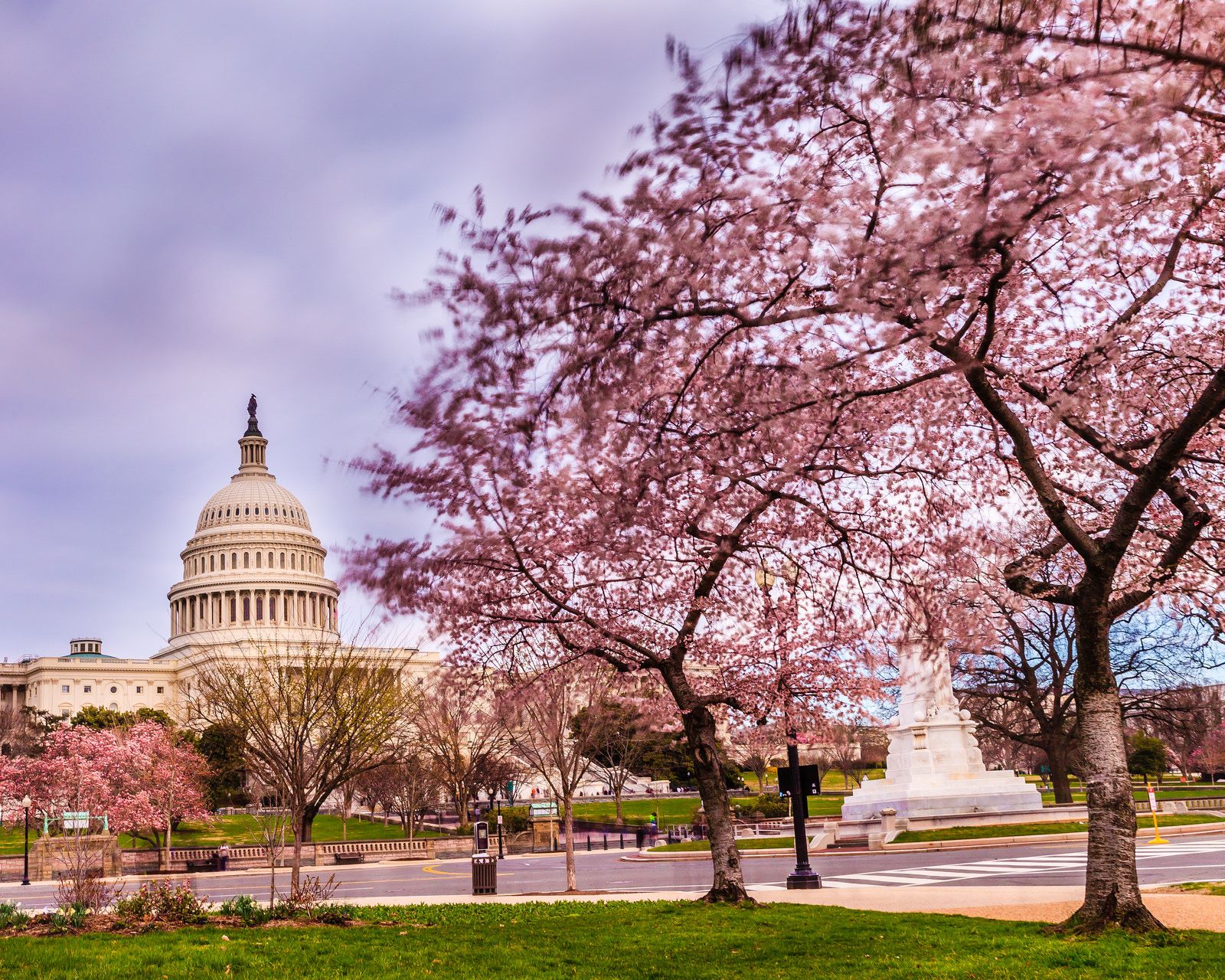 Wallpaper Washington Dc Cherry Blossoms Wallpapers