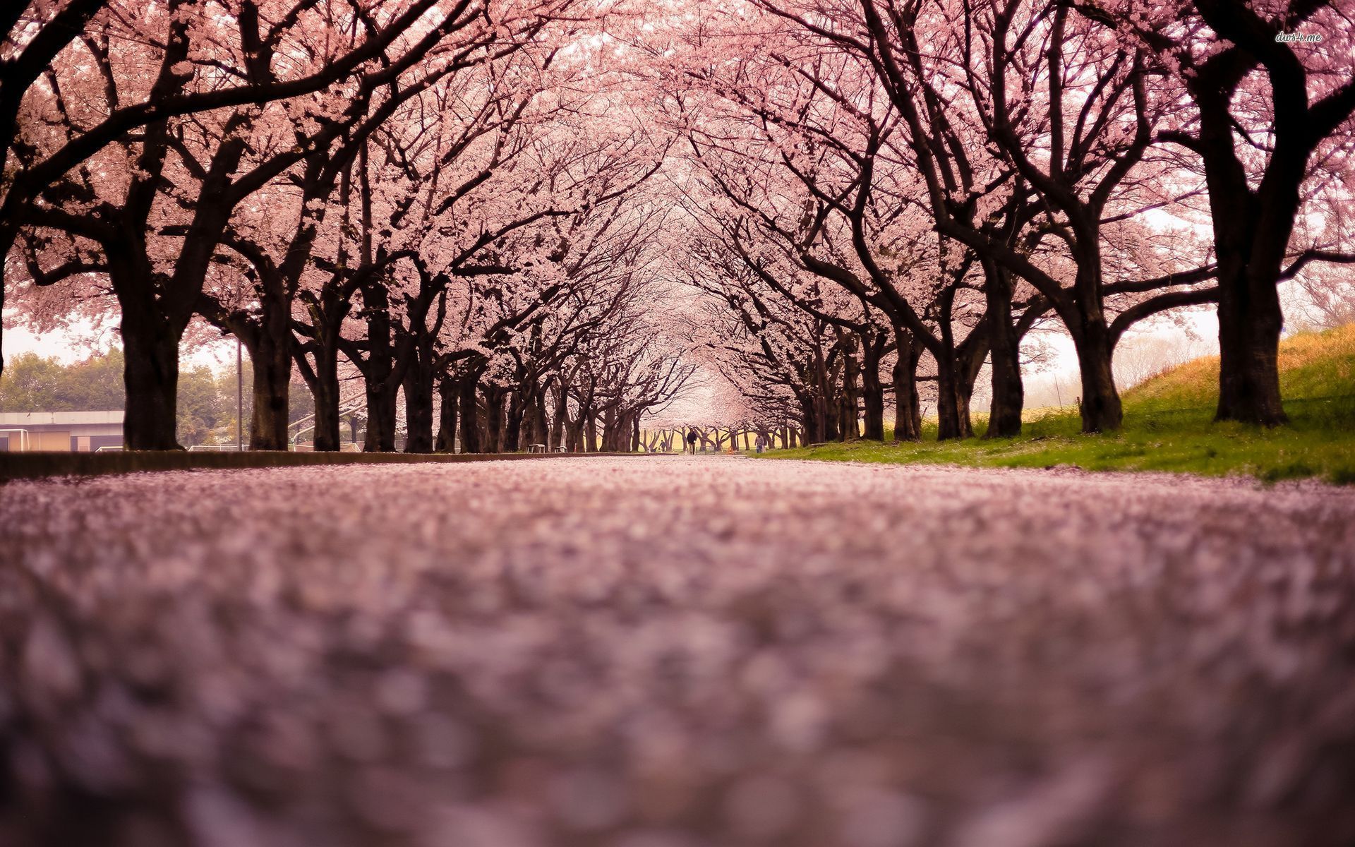 Wallpaper Washington Dc Cherry Blossoms Wallpapers