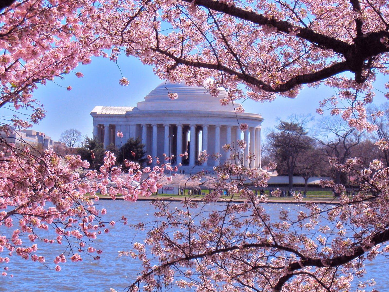 Wallpaper Washington Dc Cherry Blossoms Wallpapers