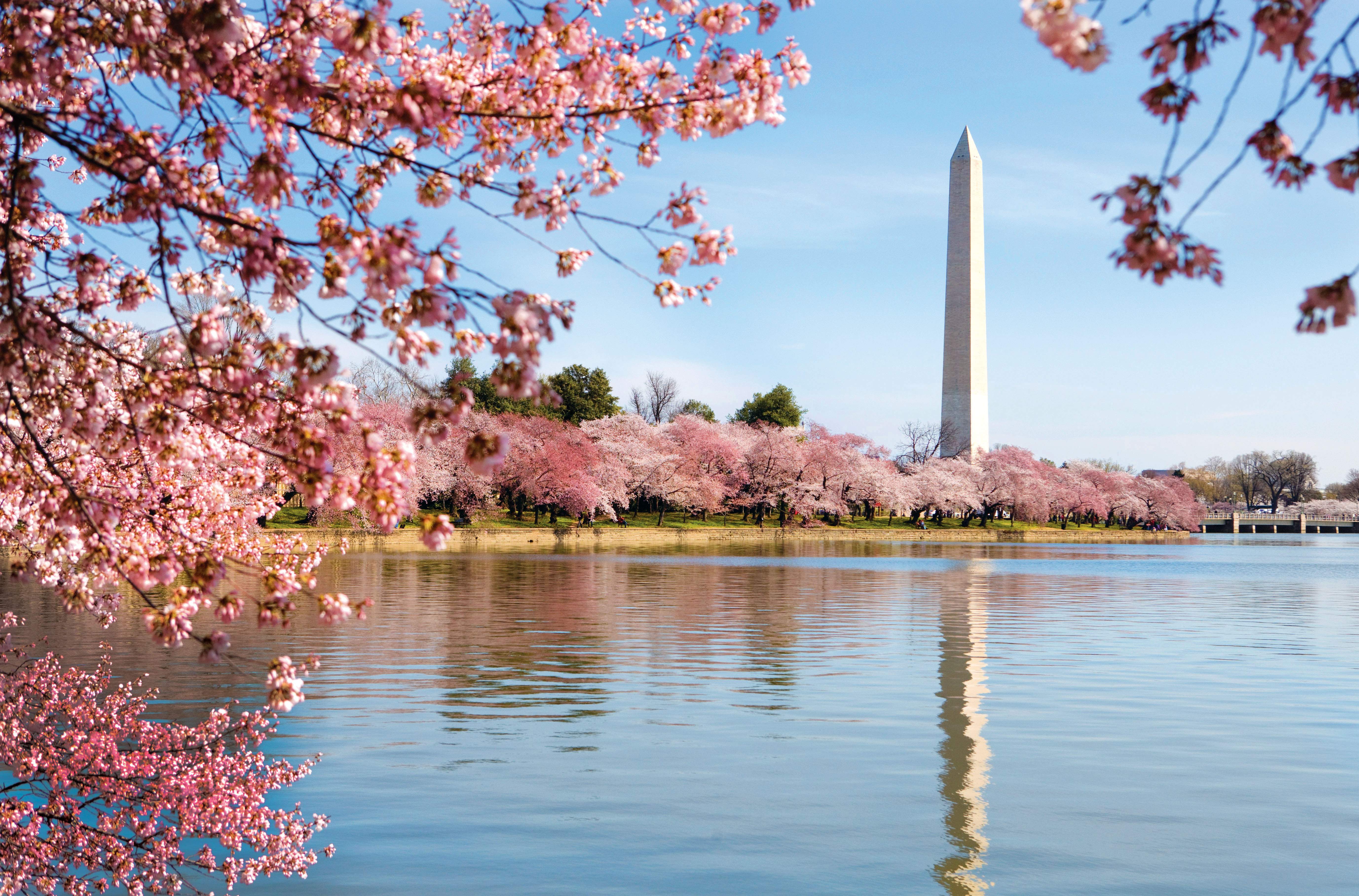 Wallpaper Washington Dc Cherry Blossoms Wallpapers