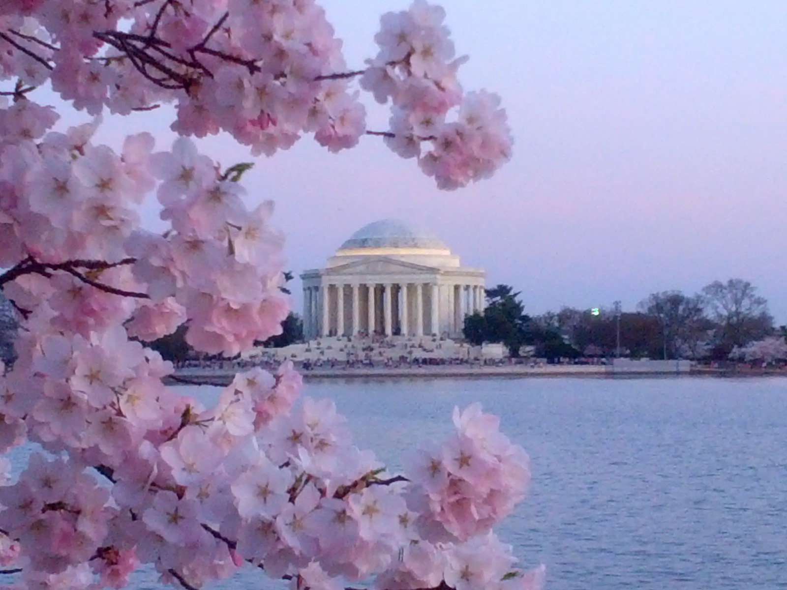 Wallpaper Washington Dc Cherry Blossoms Wallpapers