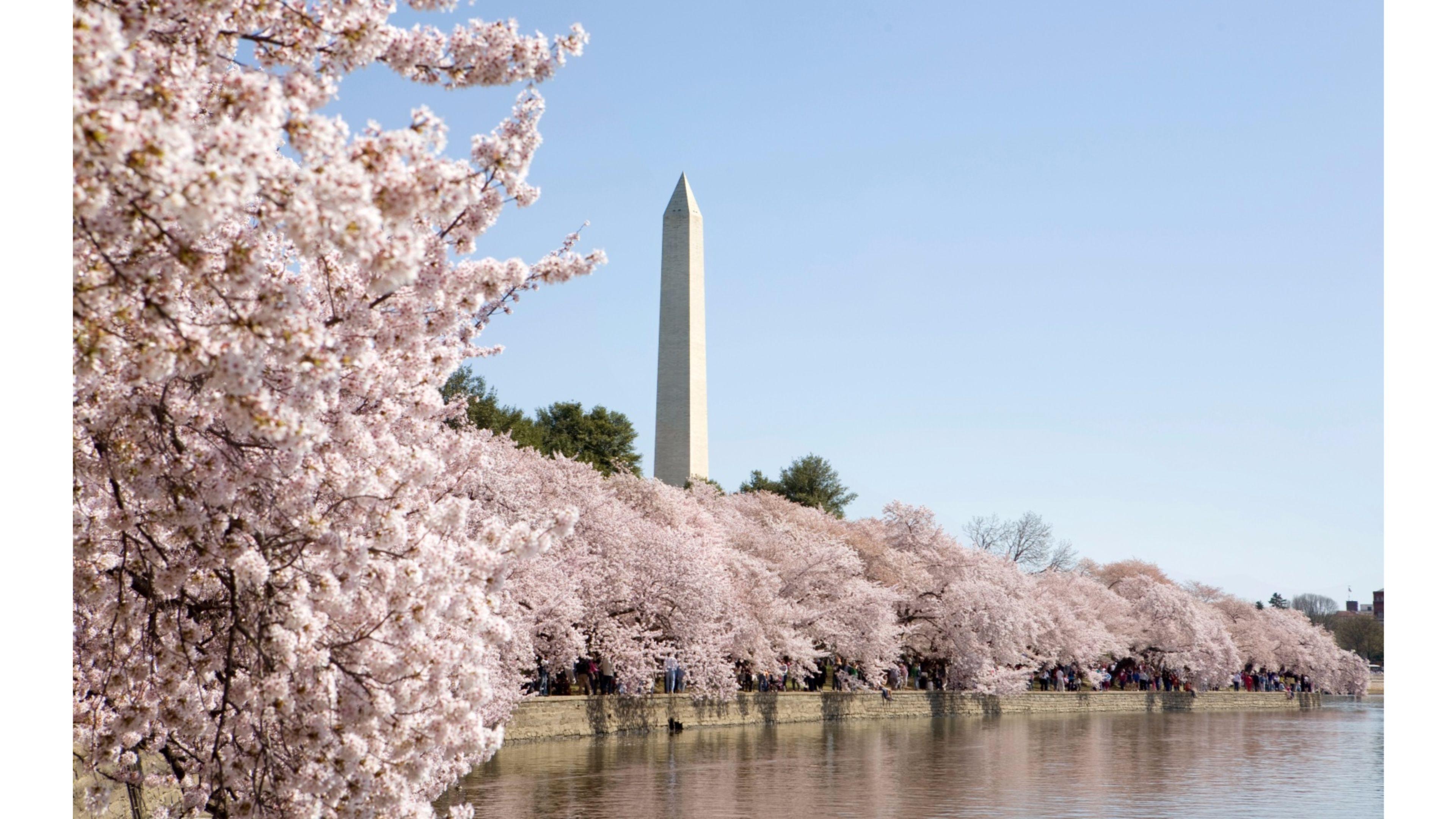 Wallpaper Washington Dc Cherry Blossoms Wallpapers