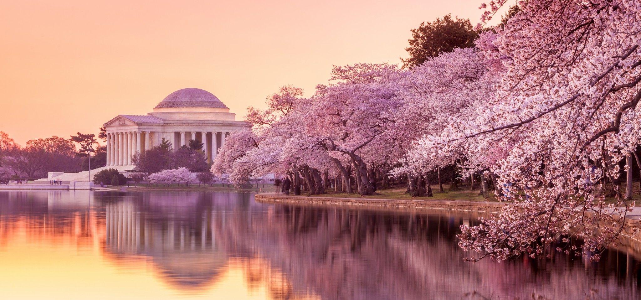 Wallpaper Washington Dc Cherry Blossoms Wallpapers