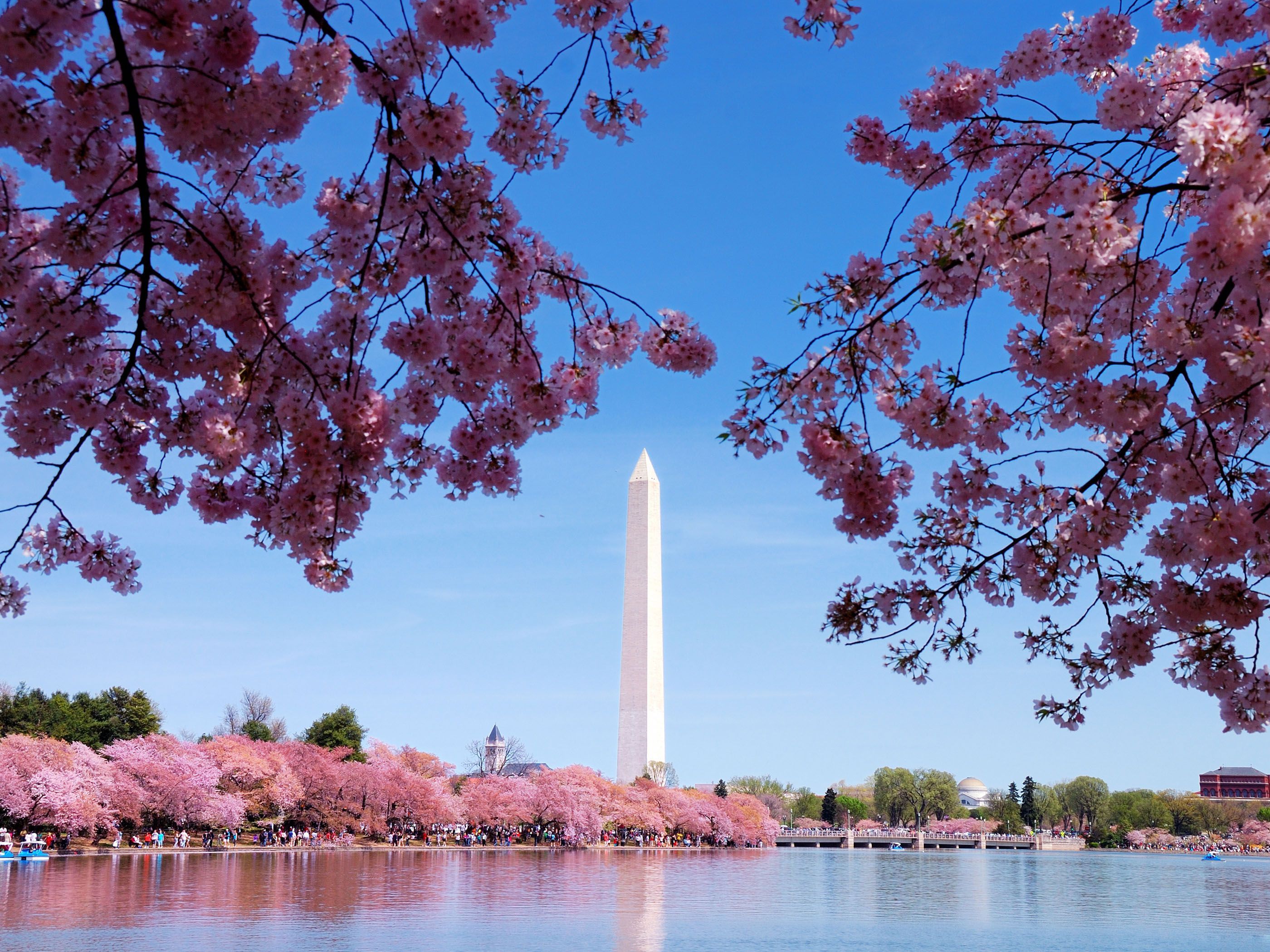 Wallpaper Washington Dc Cherry Blossoms Wallpapers