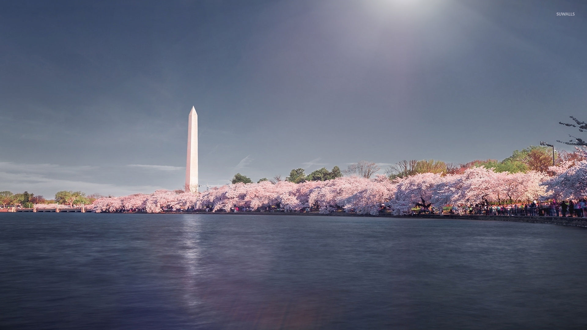 Wallpaper Washington Dc Cherry Blossoms Wallpapers