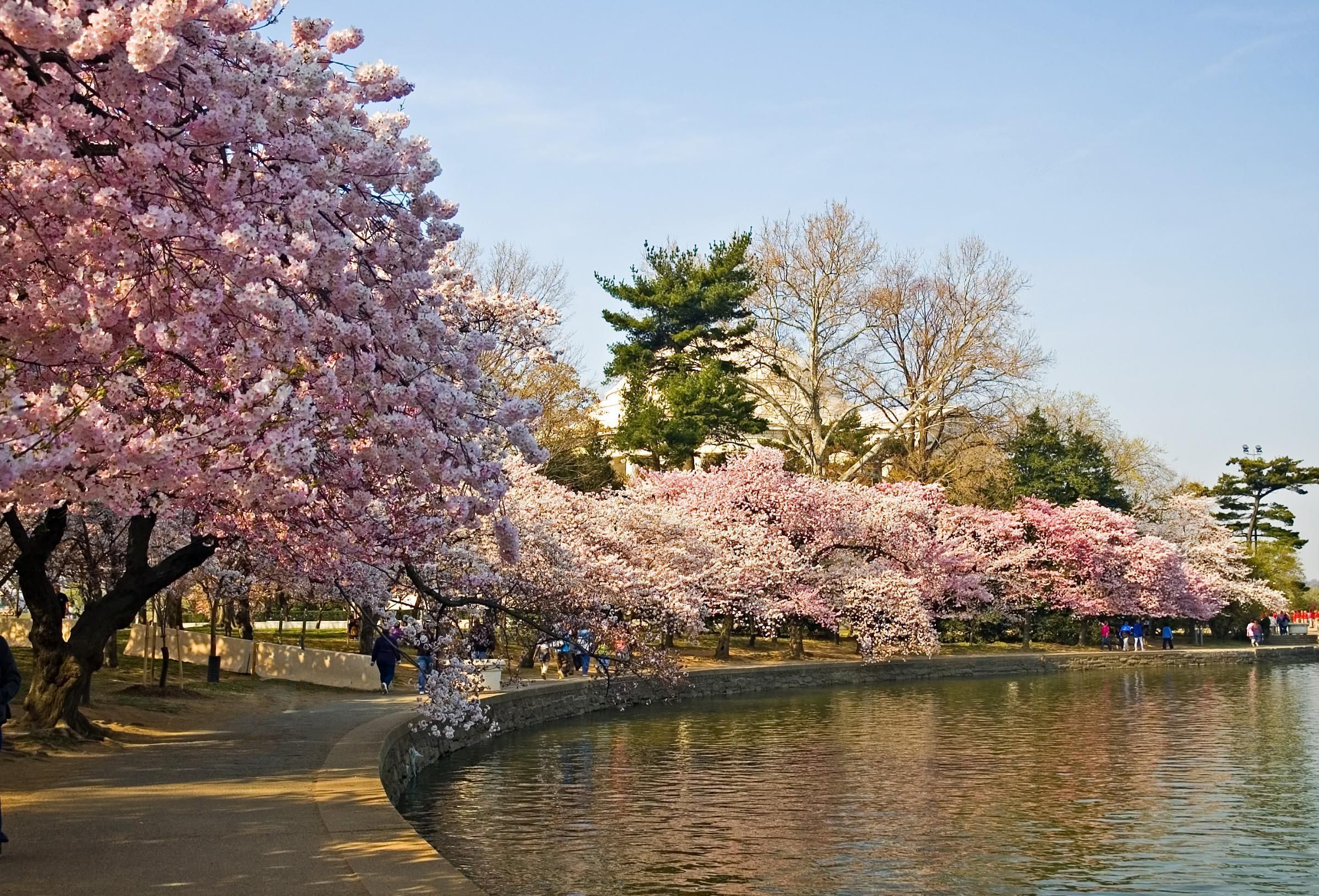 Wallpaper Washington Dc Cherry Blossoms Wallpapers