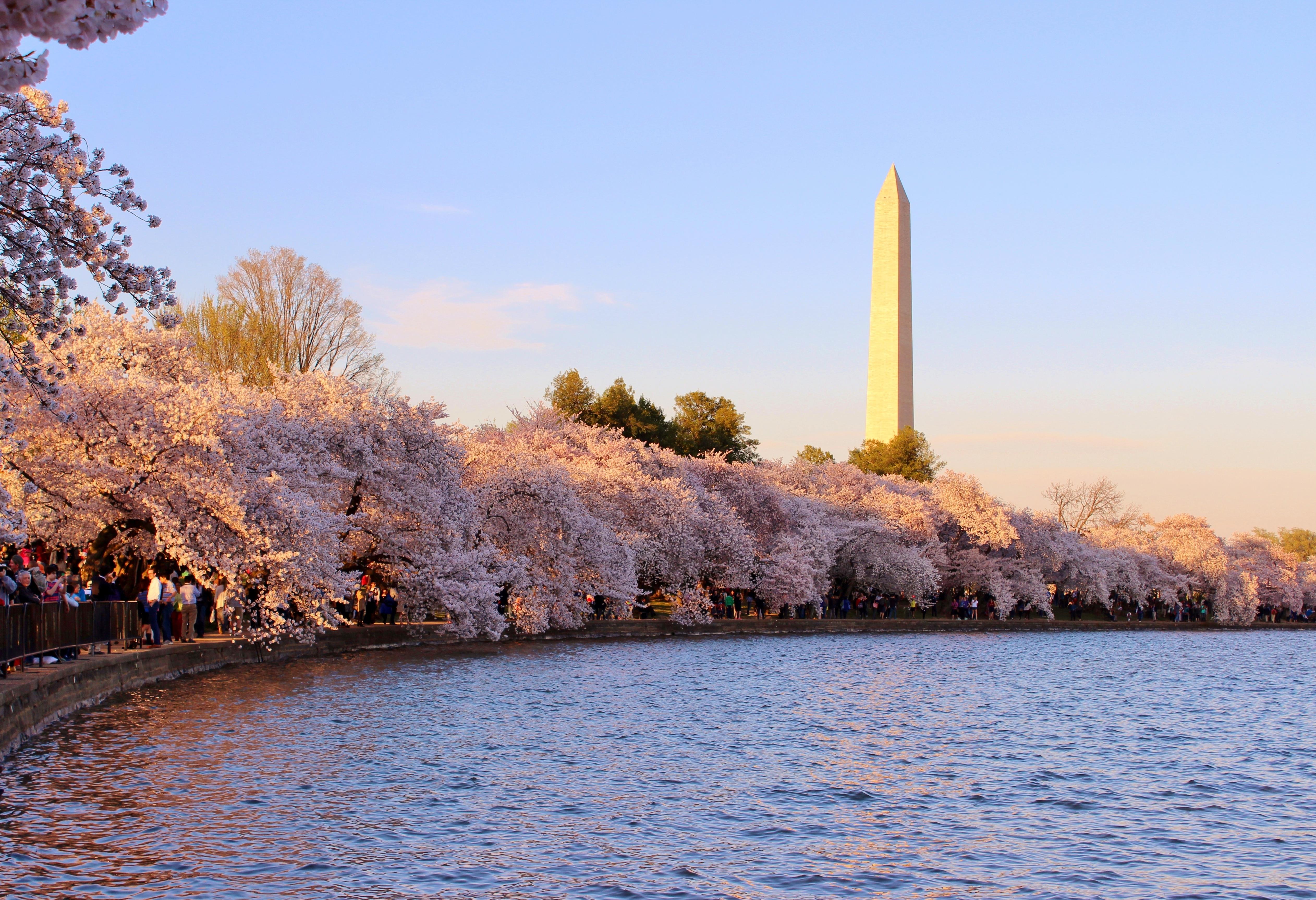 Wallpaper Washington Dc Cherry Blossoms Wallpapers