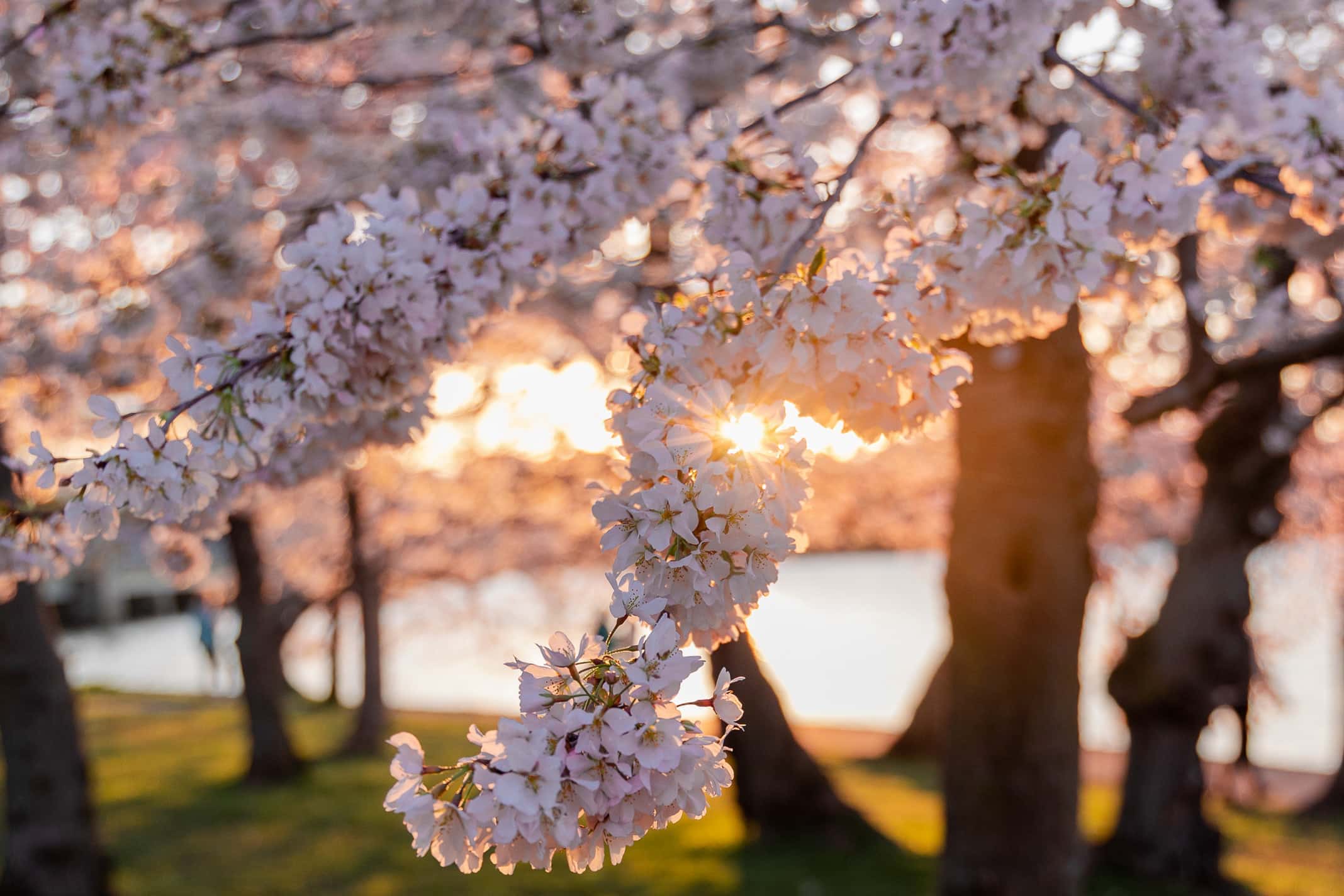 Wallpaper Washington Dc Cherry Blossoms Wallpapers