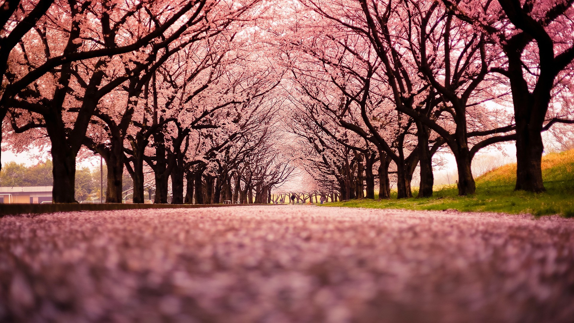 Wallpaper Washington Dc Cherry Blossoms Wallpapers