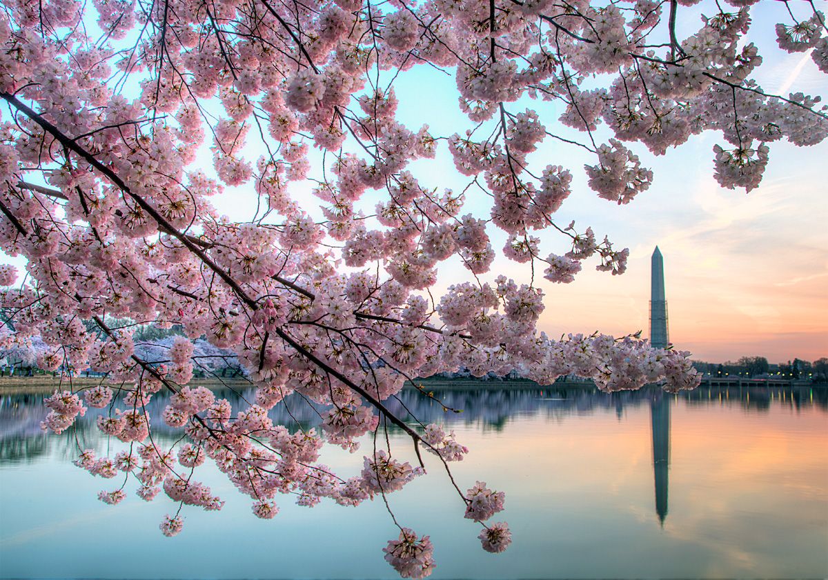 Wallpaper Washington Dc Cherry Blossoms Wallpapers