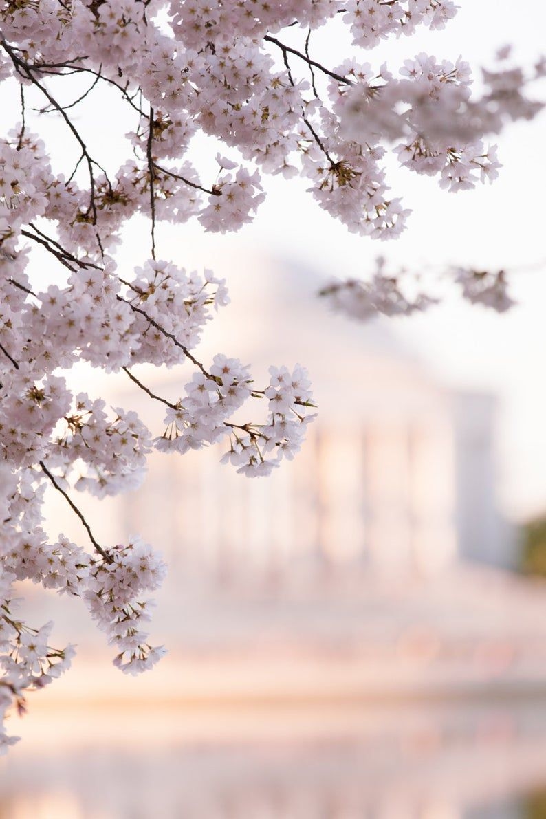 Wallpaper Washington Dc Cherry Blossoms Wallpapers