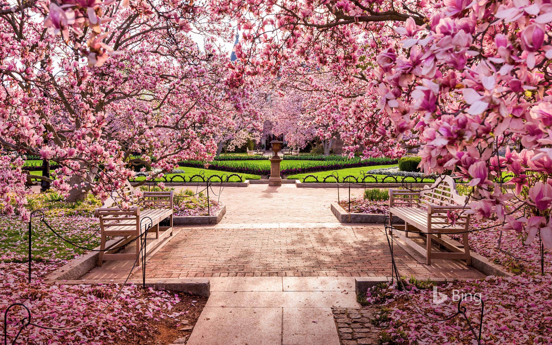 Wallpaper Washington Dc Cherry Blossoms Wallpapers