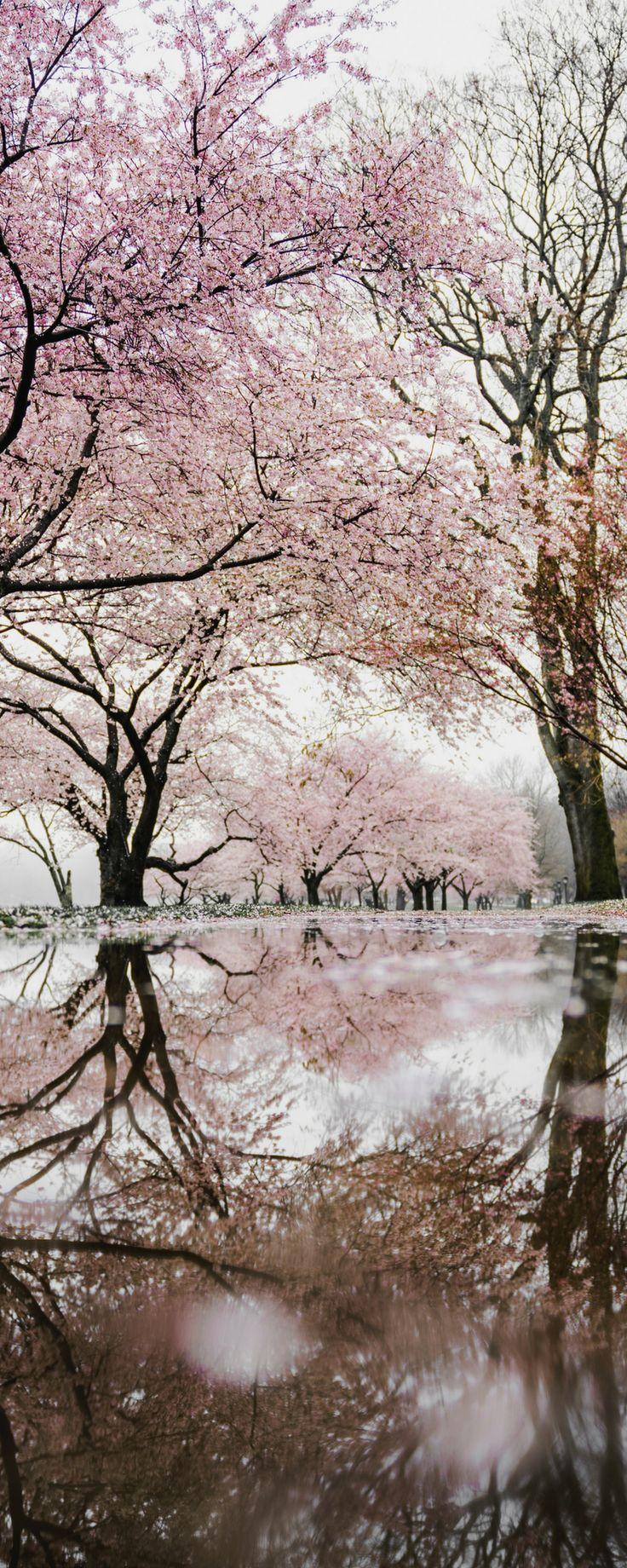 Wallpaper Washington Dc Cherry Blossoms Wallpapers