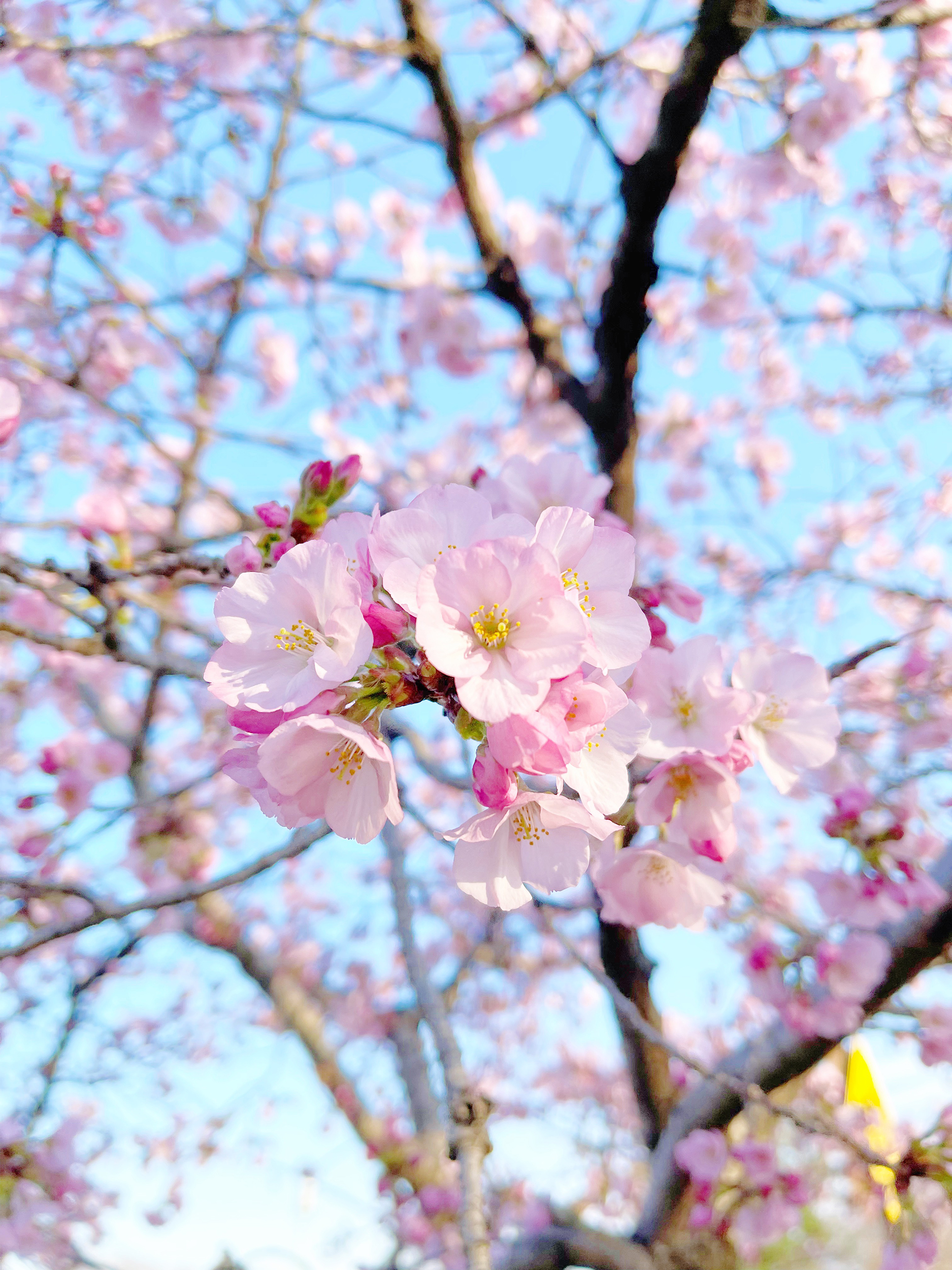 Wallpaper Washington Dc Cherry Blossoms Wallpapers