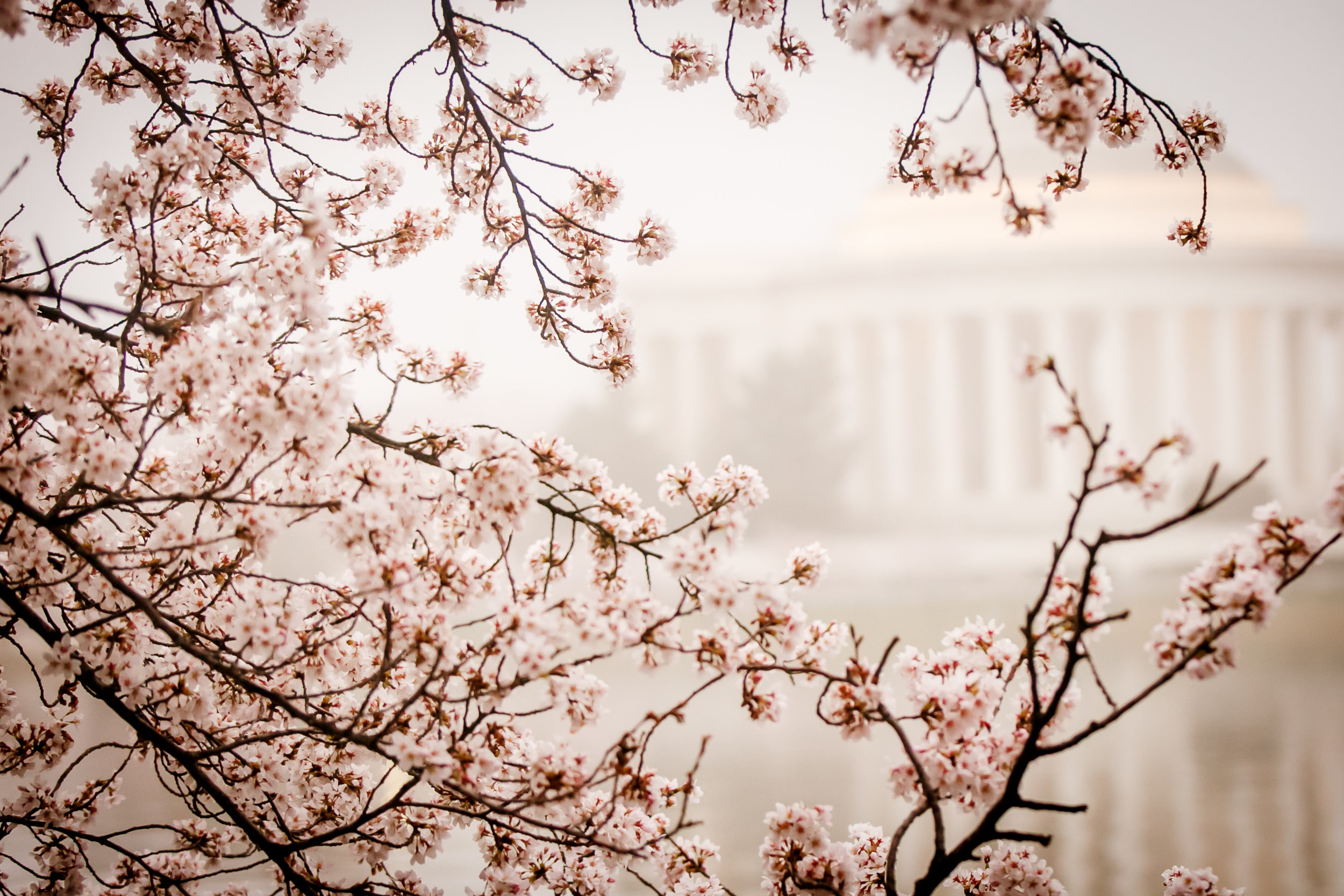 Wallpaper Washington Dc Cherry Blossoms Wallpapers