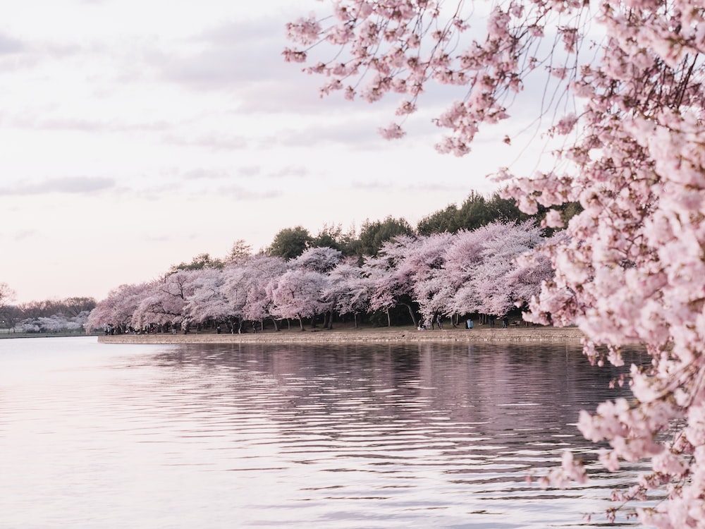 Wallpaper Washington Dc Cherry Blossoms Wallpapers