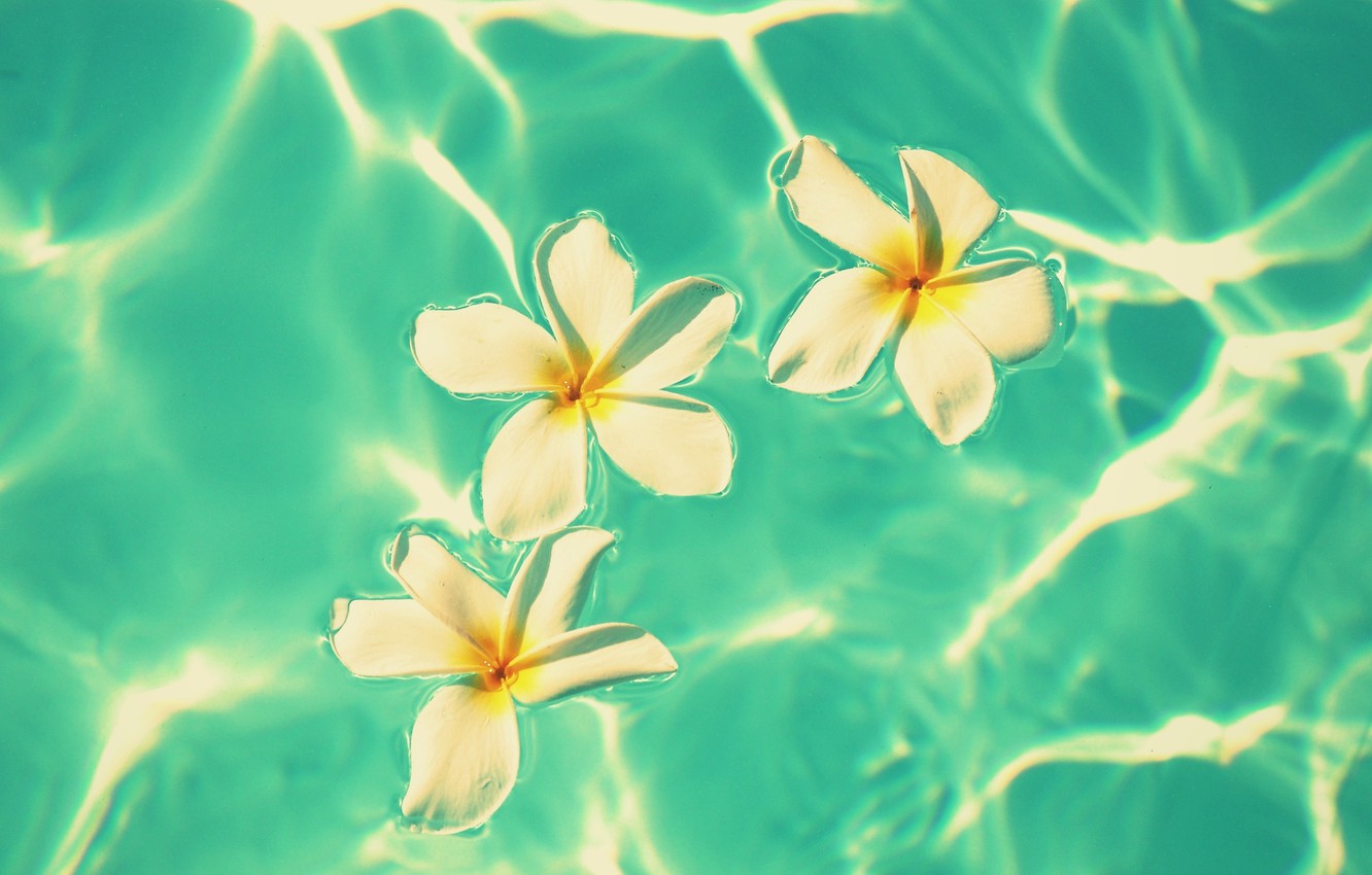 Wallpaper Water Flower Wallpapers