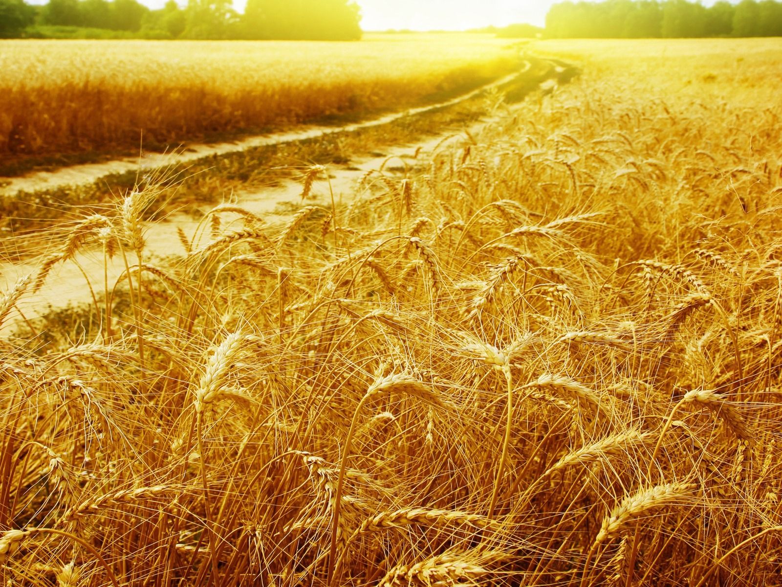 Wallpaper Wheat Field Wallpapers