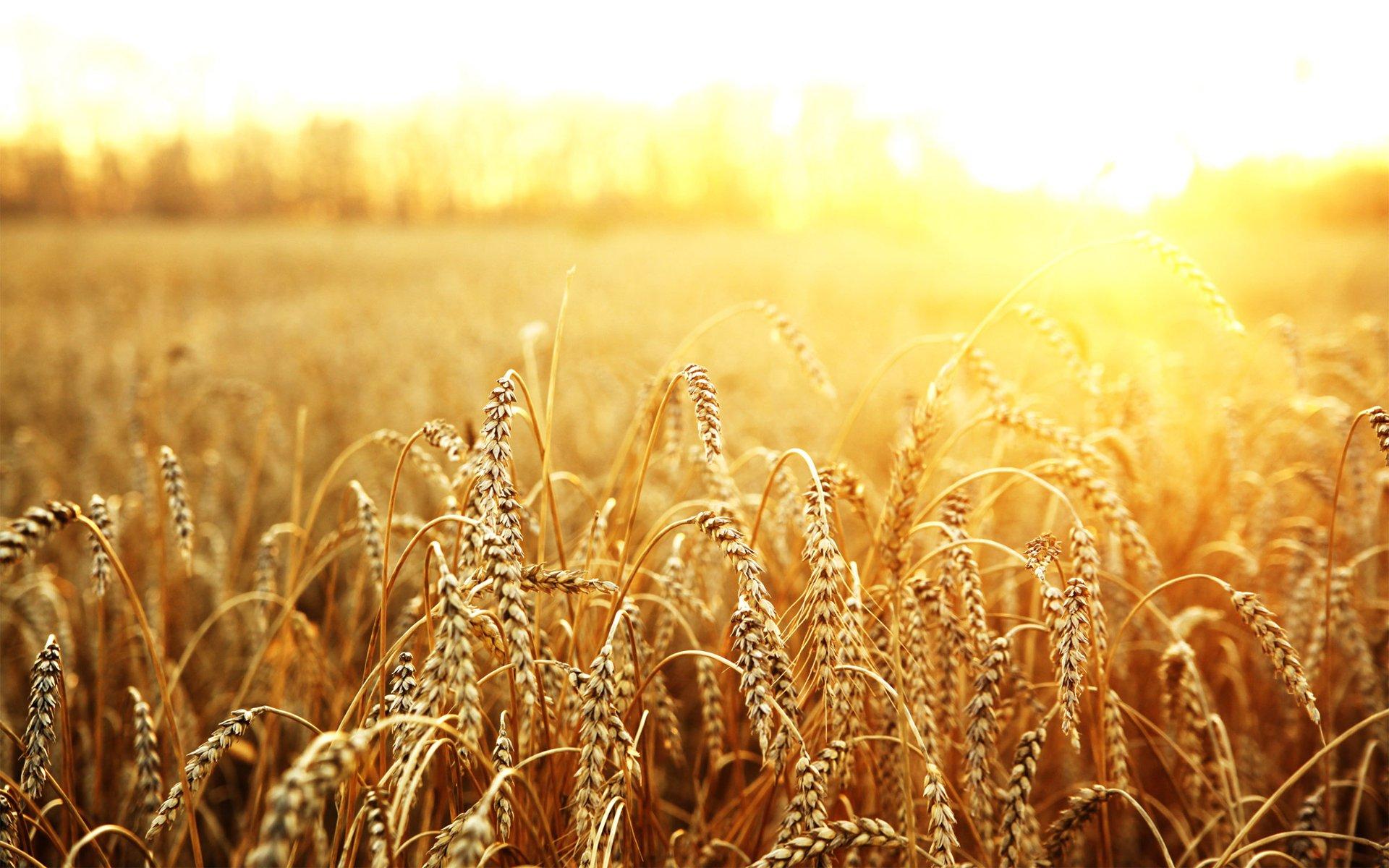 Wallpaper Wheat Field Wallpapers