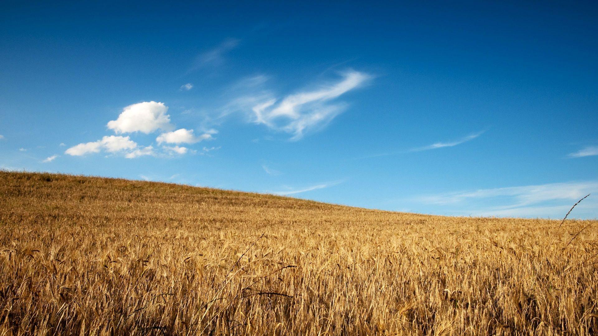 Wallpaper Wheat Field Wallpapers