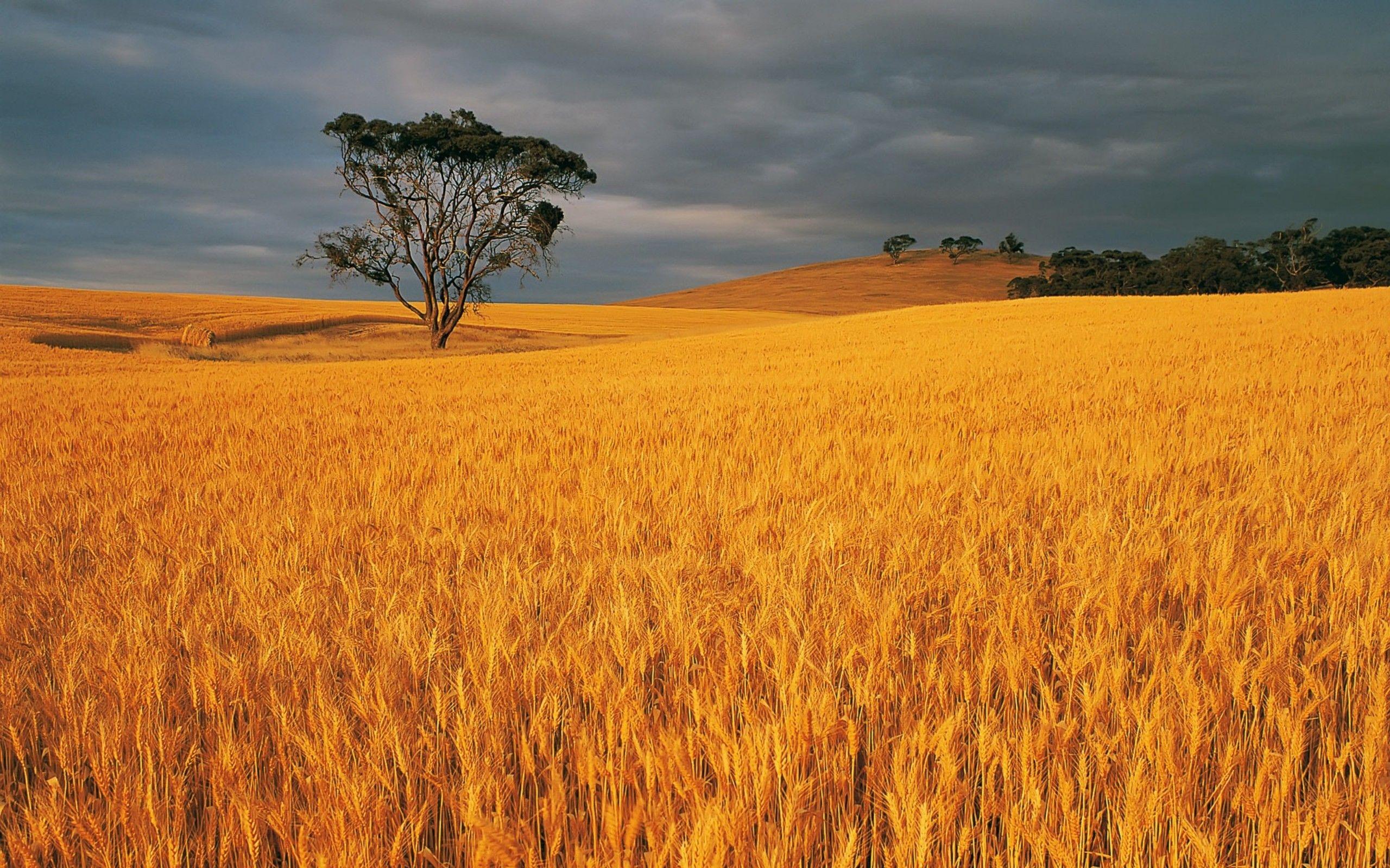 Wallpaper Wheat Field Wallpapers