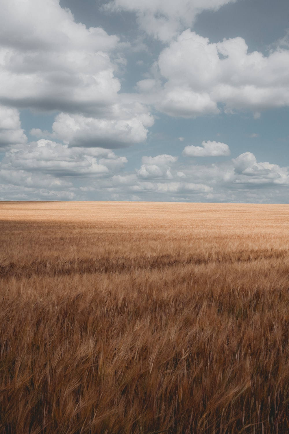 Wallpaper Wheat Field Wallpapers