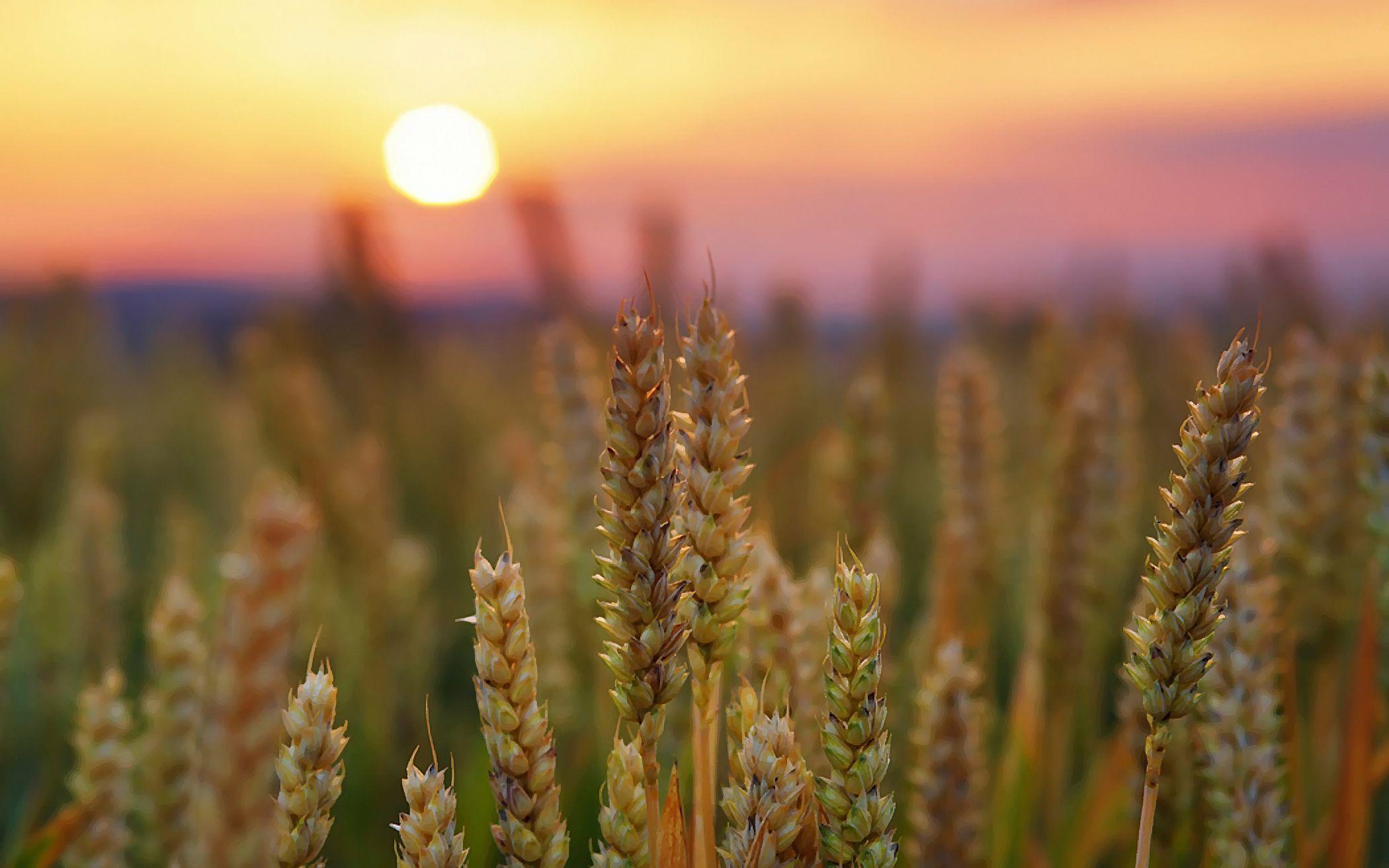 Wallpaper Wheat Field Wallpapers