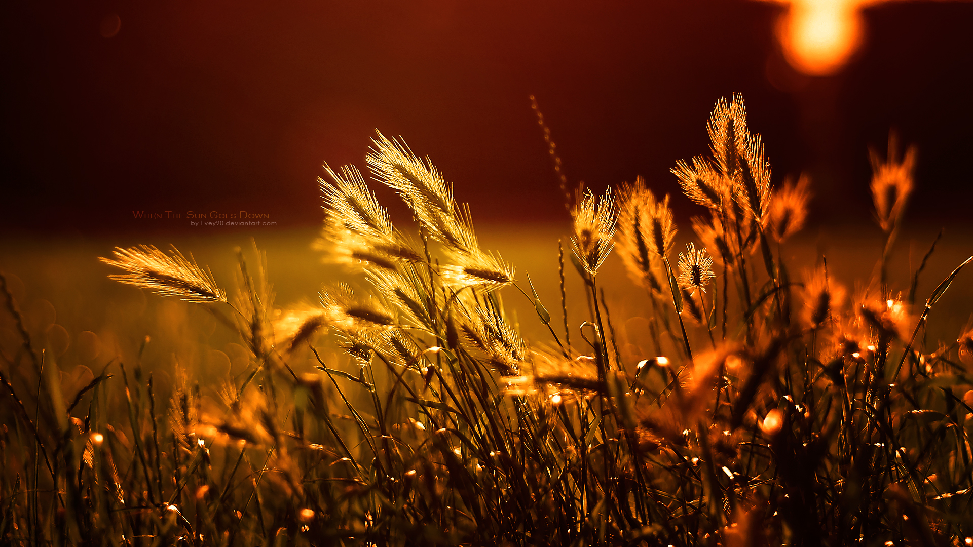 Wallpaper Wheat Field Wallpapers